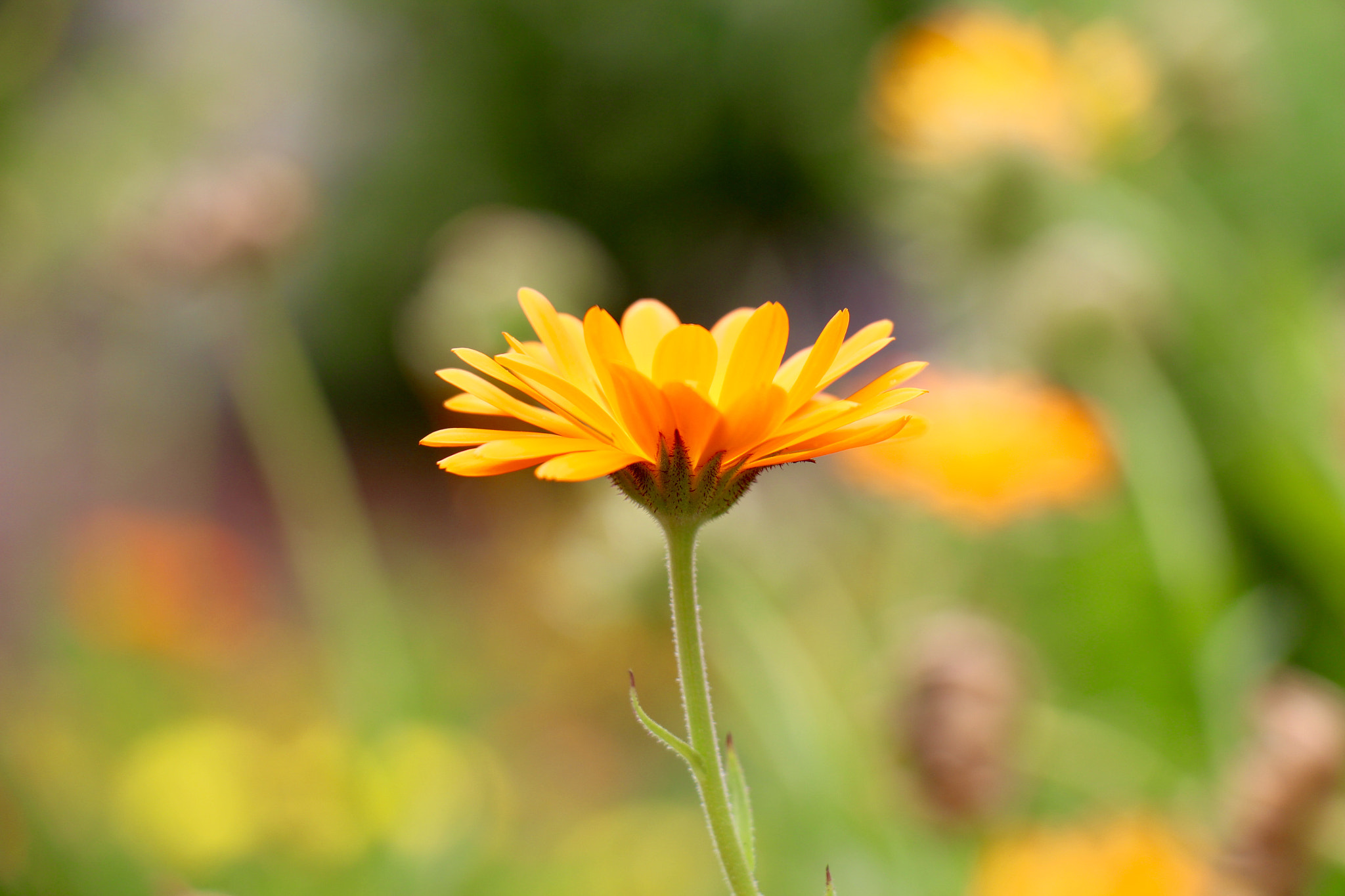 Canon EOS 650D (EOS Rebel T4i / EOS Kiss X6i) sample photo. Sunny photography