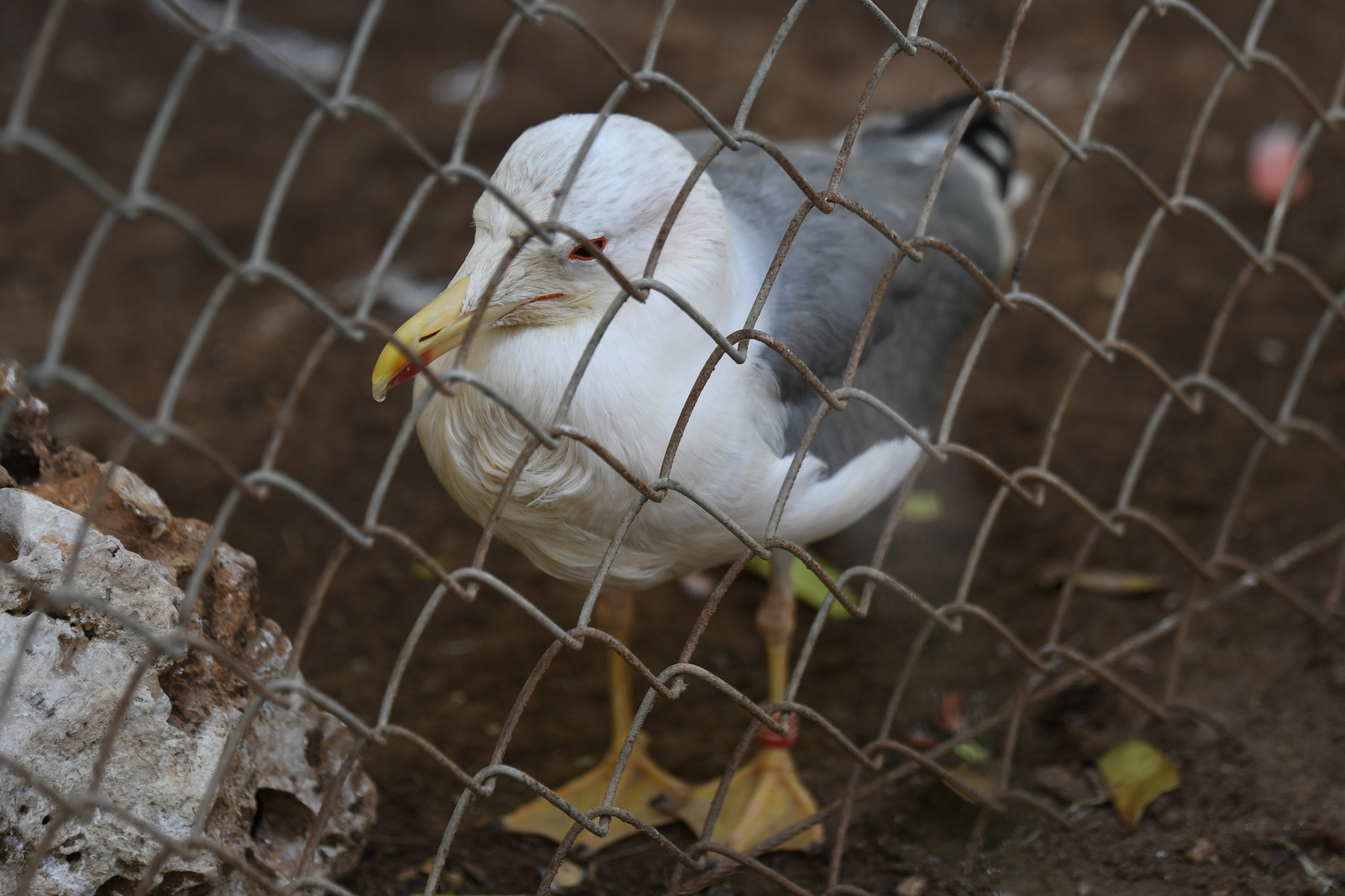 Tamron SP 70-200mm F2.8 Di VC USD sample photo. Wrong photography