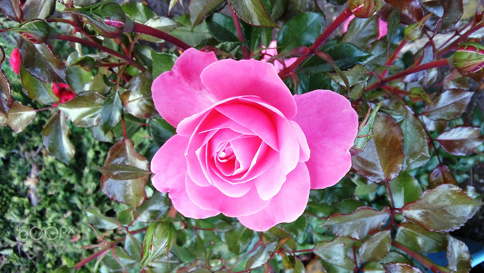 LG SPIRIT 4G LTE sample photo. Rose photography