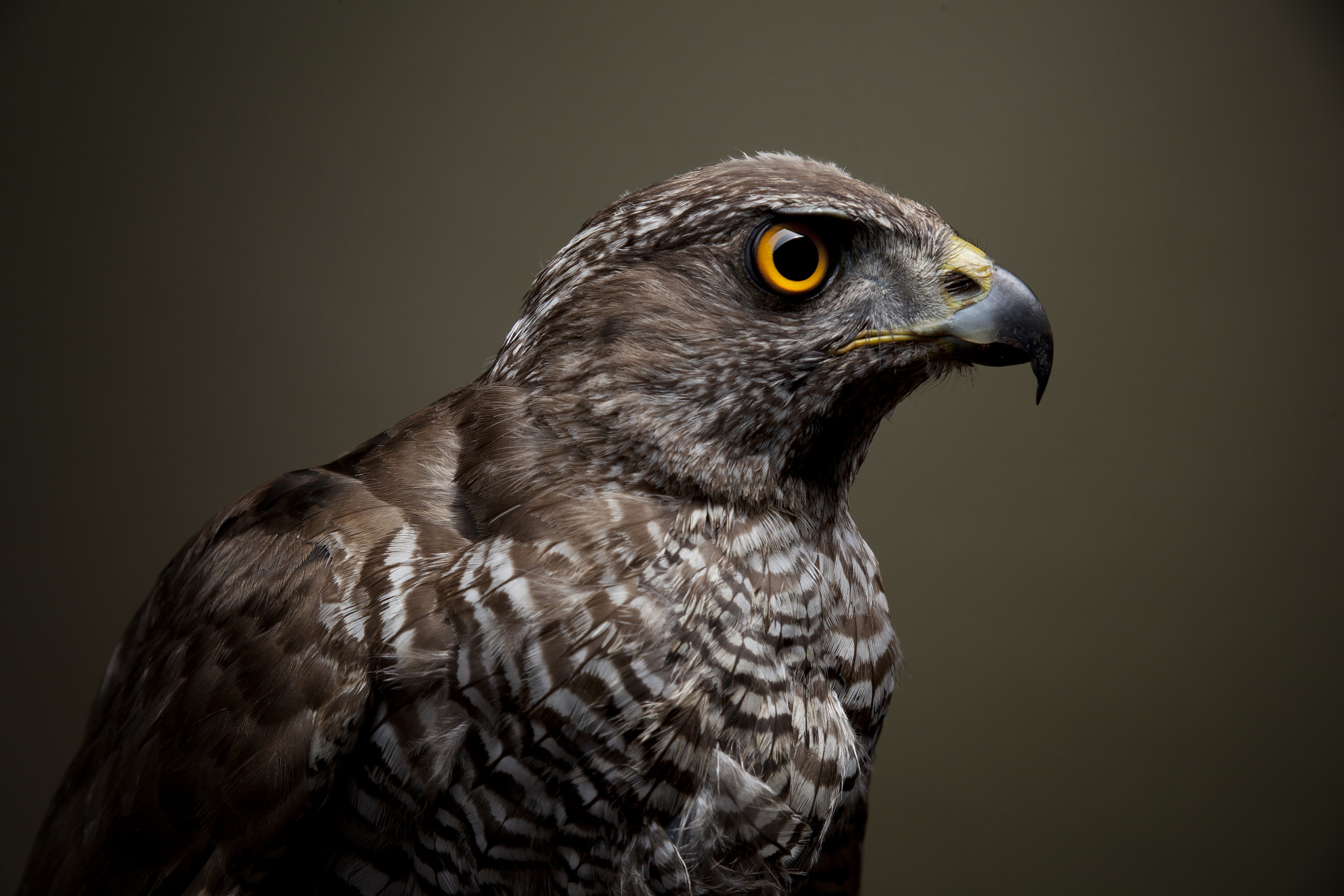 Canon EF 28-105mm f/3.5-4.5 USM sample photo. Goshawk portrait photography