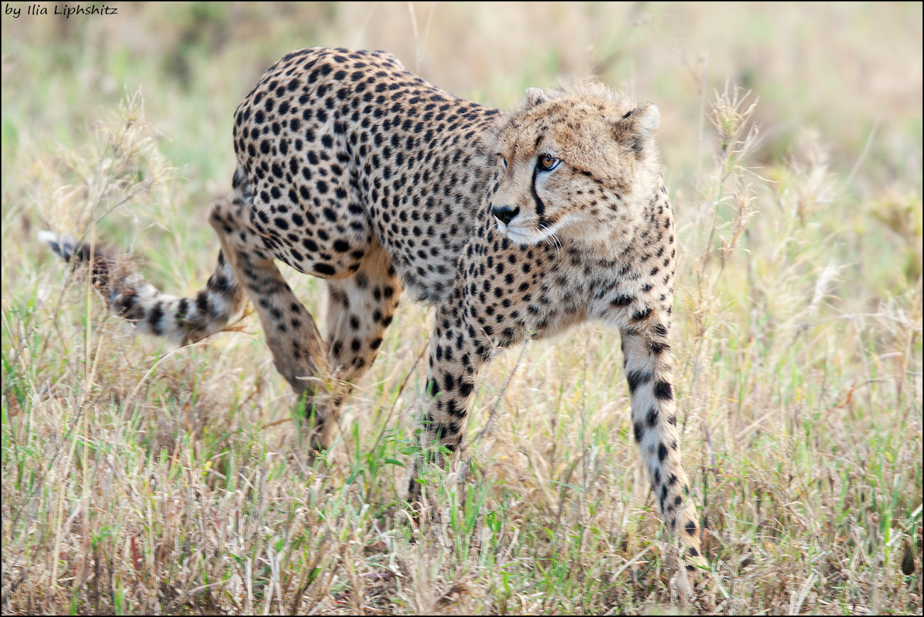 Canon EOS-1D Mark III + Canon EF 300mm F2.8L IS USM sample photo. Cheetahs of serengeti №26 photography