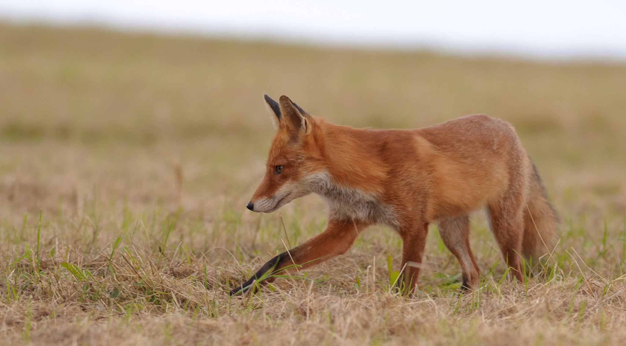 Nikon AF-S Nikkor 300mm F2.8G ED VR II sample photo. Fox on silent paws photography
