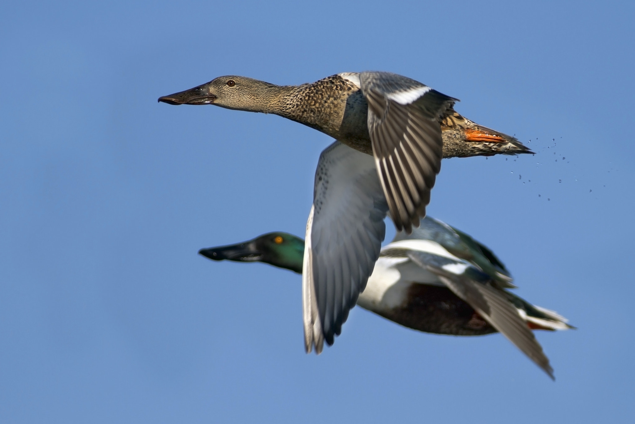Canon EF 300mm f/2.8L + 2x sample photo. Share croppers photography