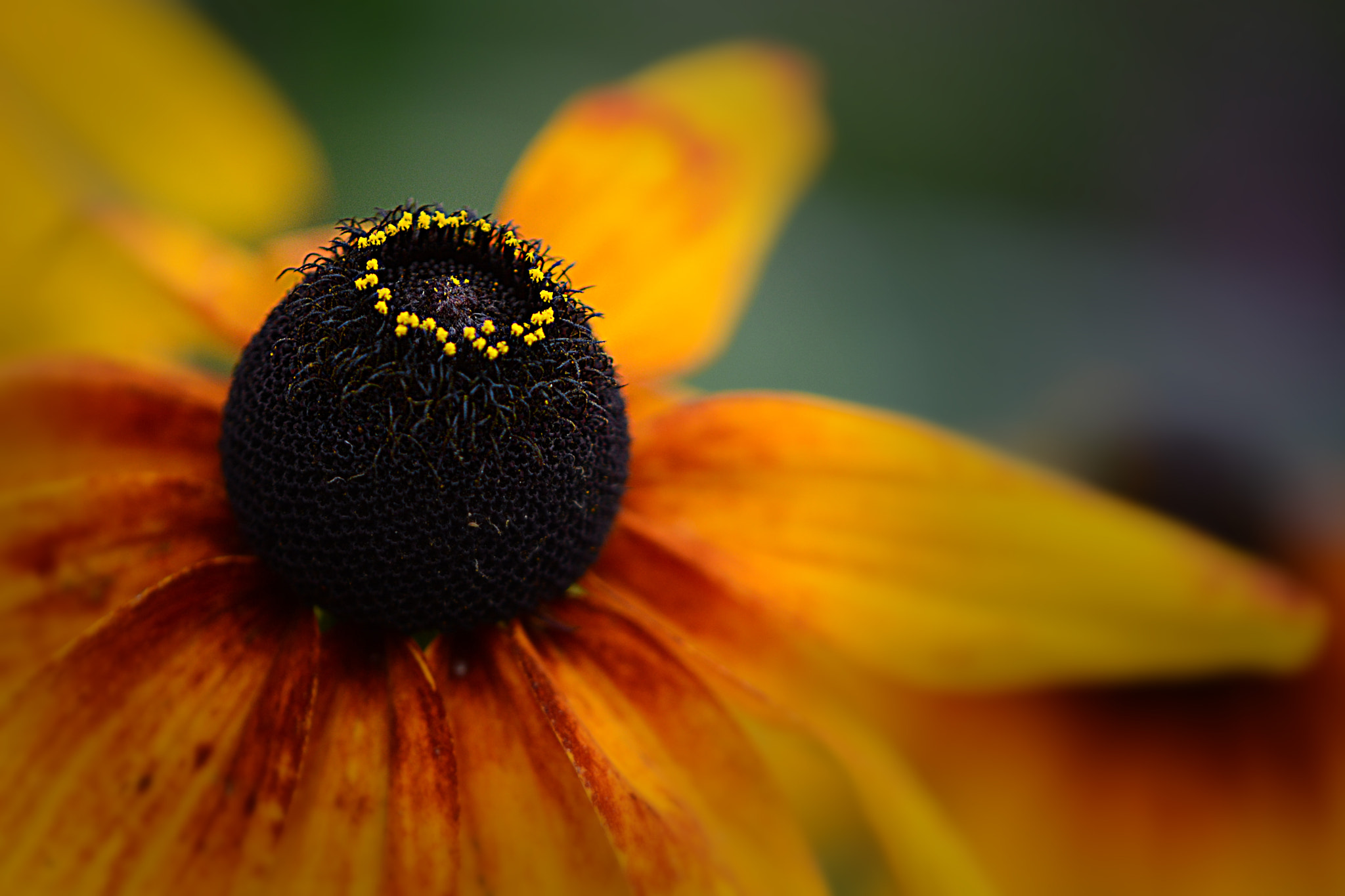 Nikon AF-S DX Micro-Nikkor 85mm F3.5G ED VR sample photo. Flower with crown photography