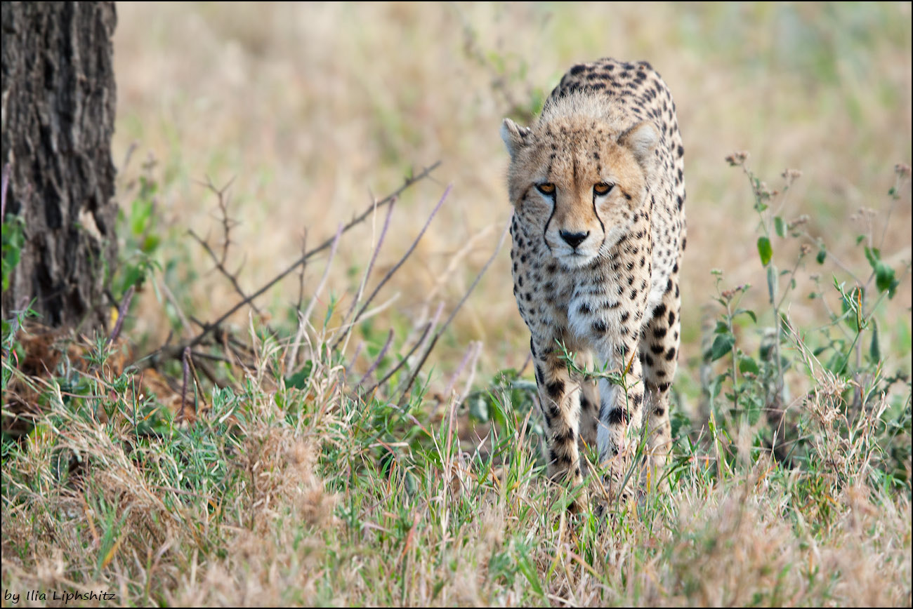 Canon EF 300mm F2.8L IS USM sample photo. Cheetahs of serengeti №27 photography