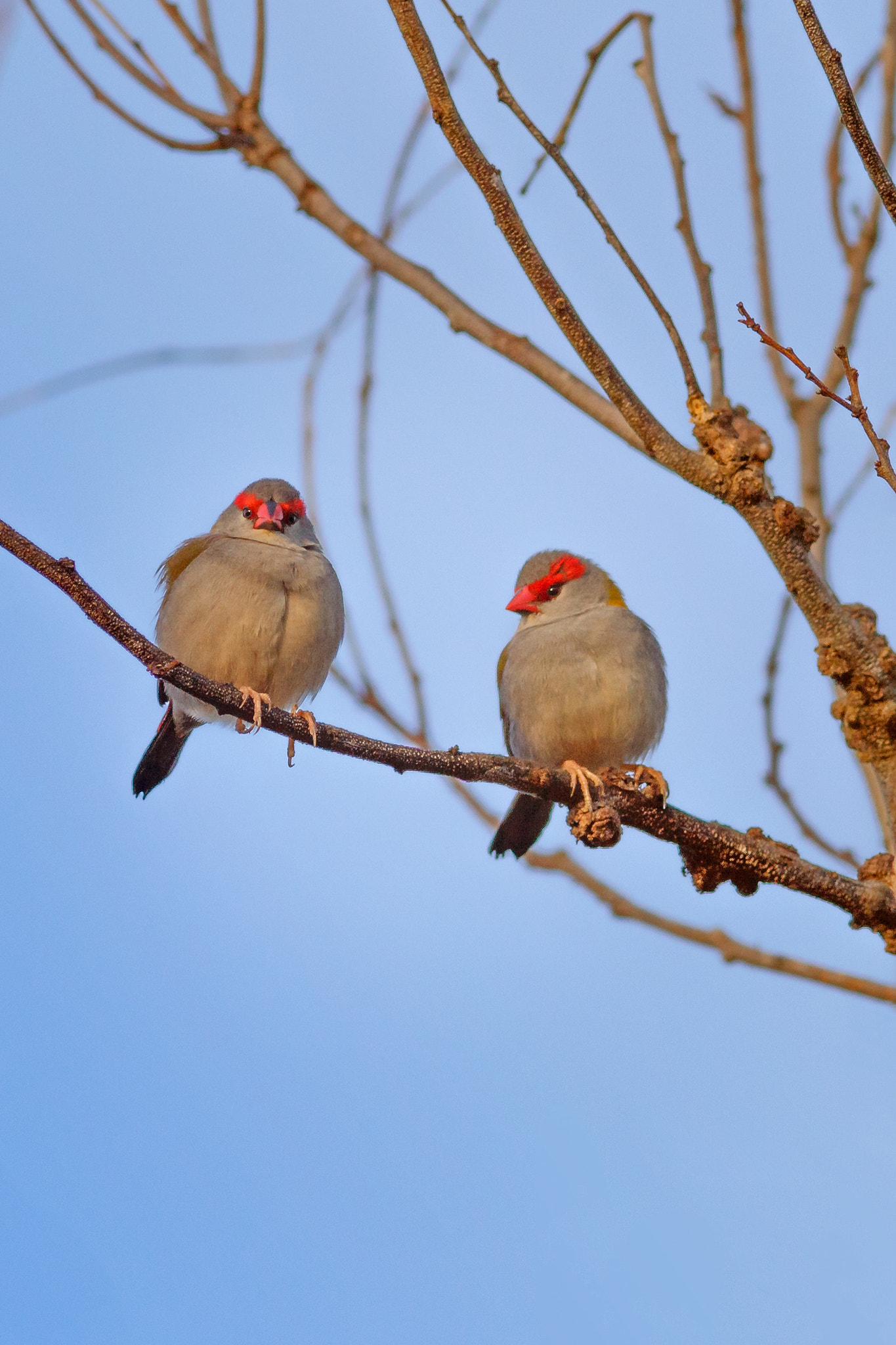 Canon EOS 6D sample photo. Red browed finch photography