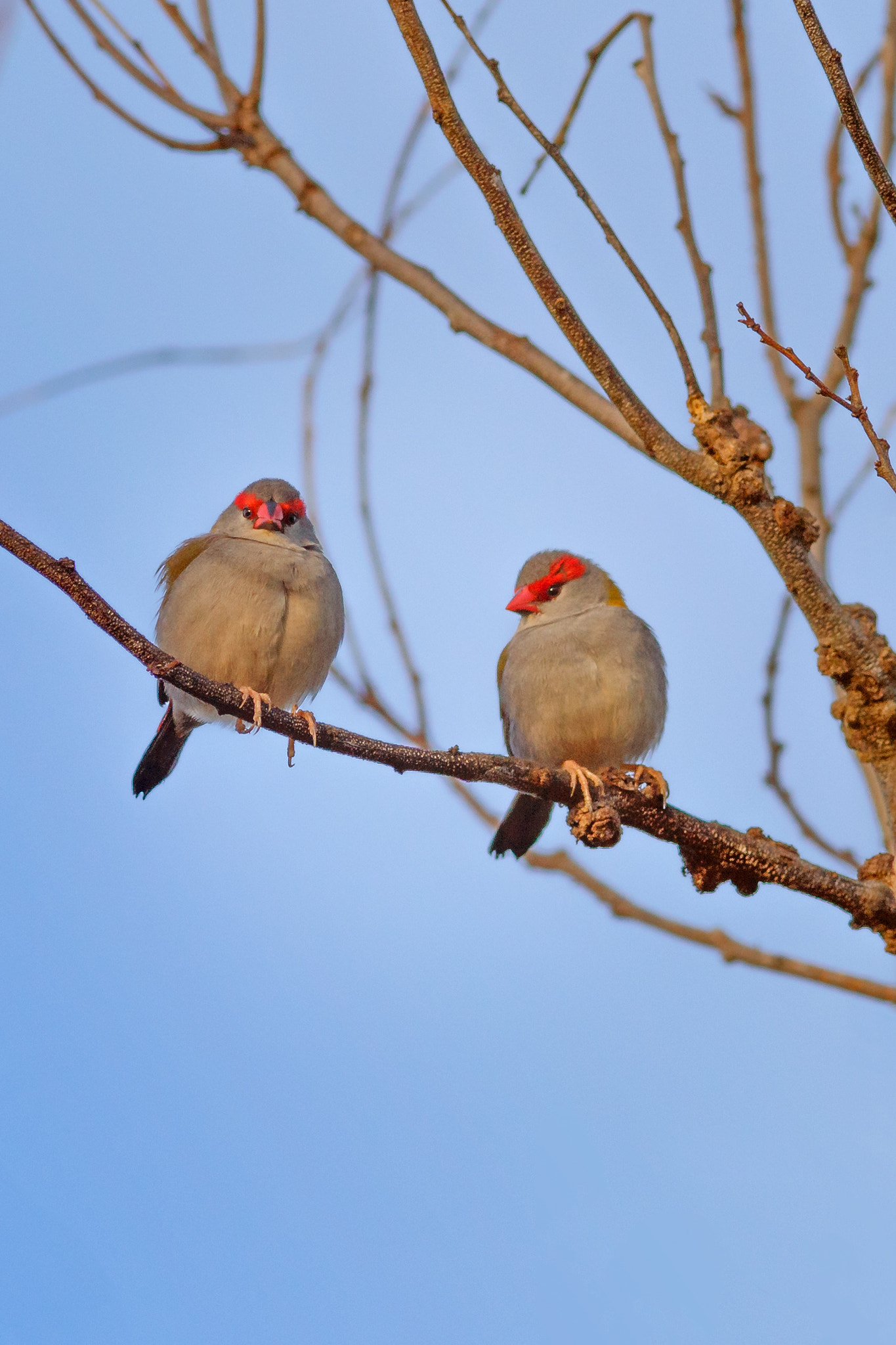 Canon EOS 6D + Canon EF 400mm F5.6L USM sample photo. Red browed finch photography