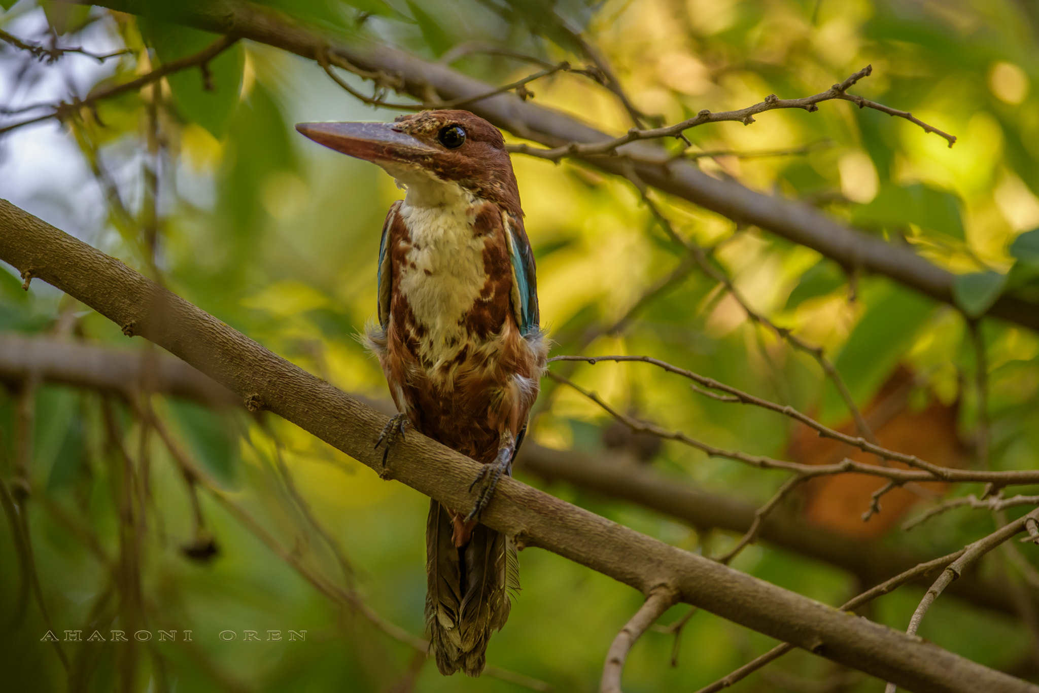 Nikon D810 + Nikon AF-S Nikkor 300mm F4D ED-IF sample photo. Dsc photography