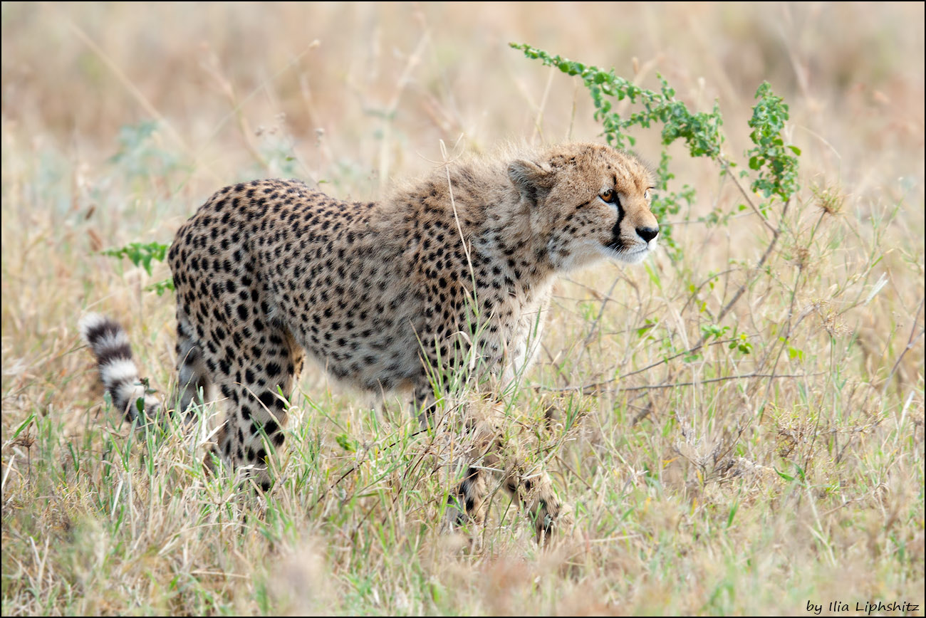 Canon EOS-1D Mark III + Canon EF 300mm F2.8L IS USM sample photo. Cheetahs of serenget №28 photography