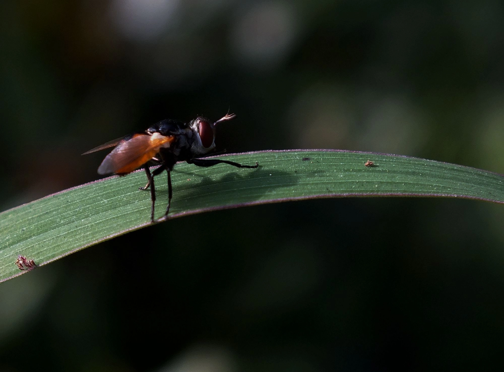 FujiFilm FinePix HS20 EXR (FinePix HS22 EXR) sample photo. 果蝇 photography