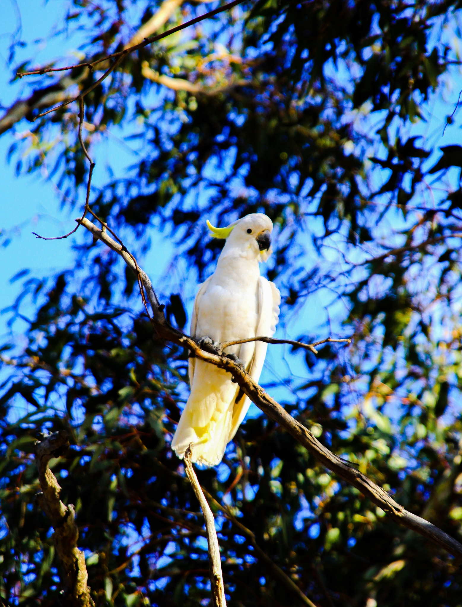 Canon EOS 50D + Canon 18-200mm sample photo. White kakadu photography