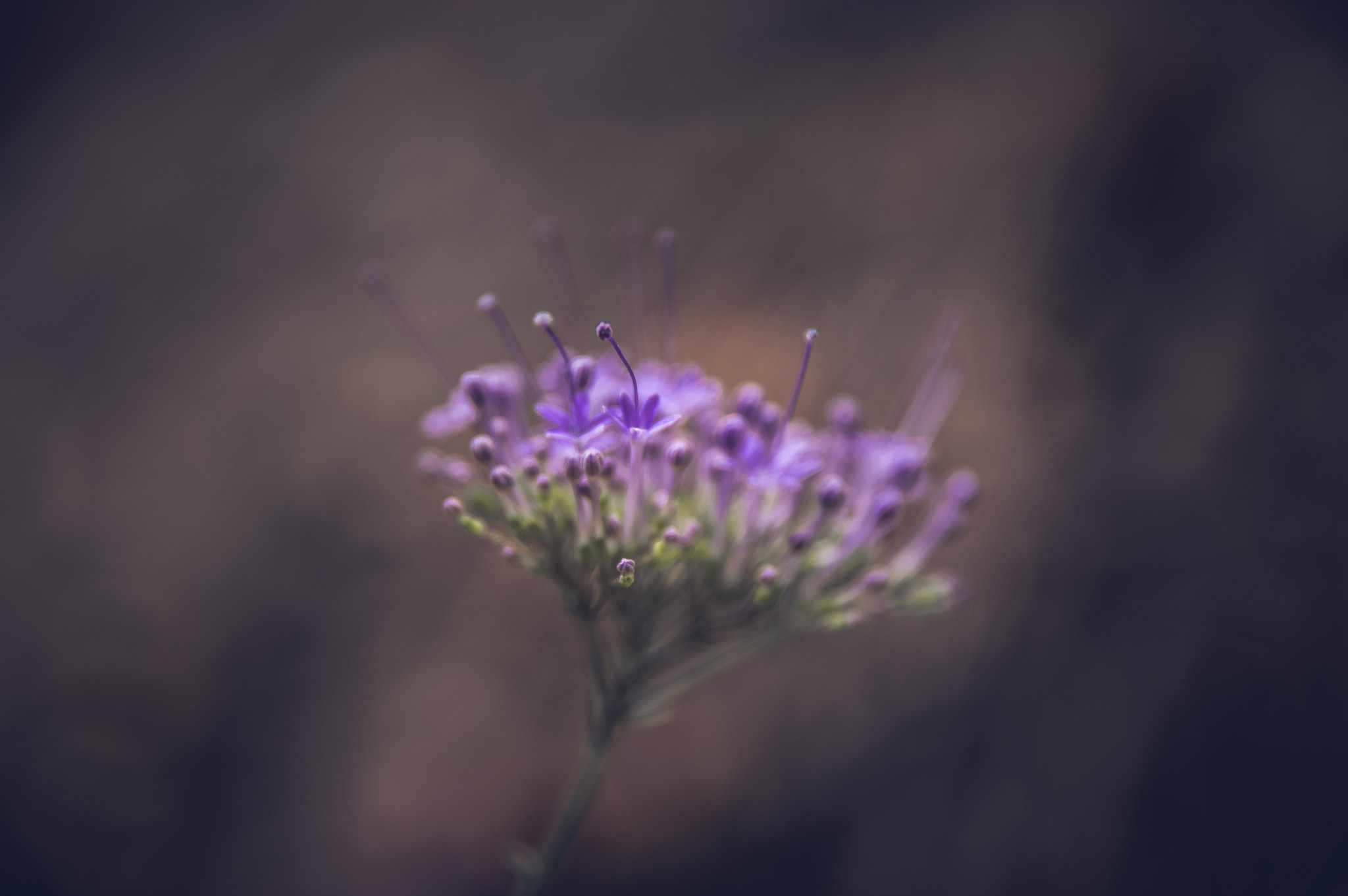 Sigma 17-70mm F2.8-4 DC Macro HSM | C sample photo. Feeling dark photography