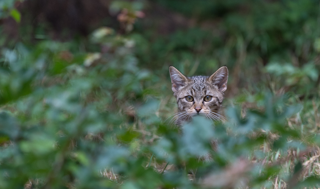 Nikon AF-S Nikkor 200-500mm F5.6E ED VR sample photo. Wildcat photography
