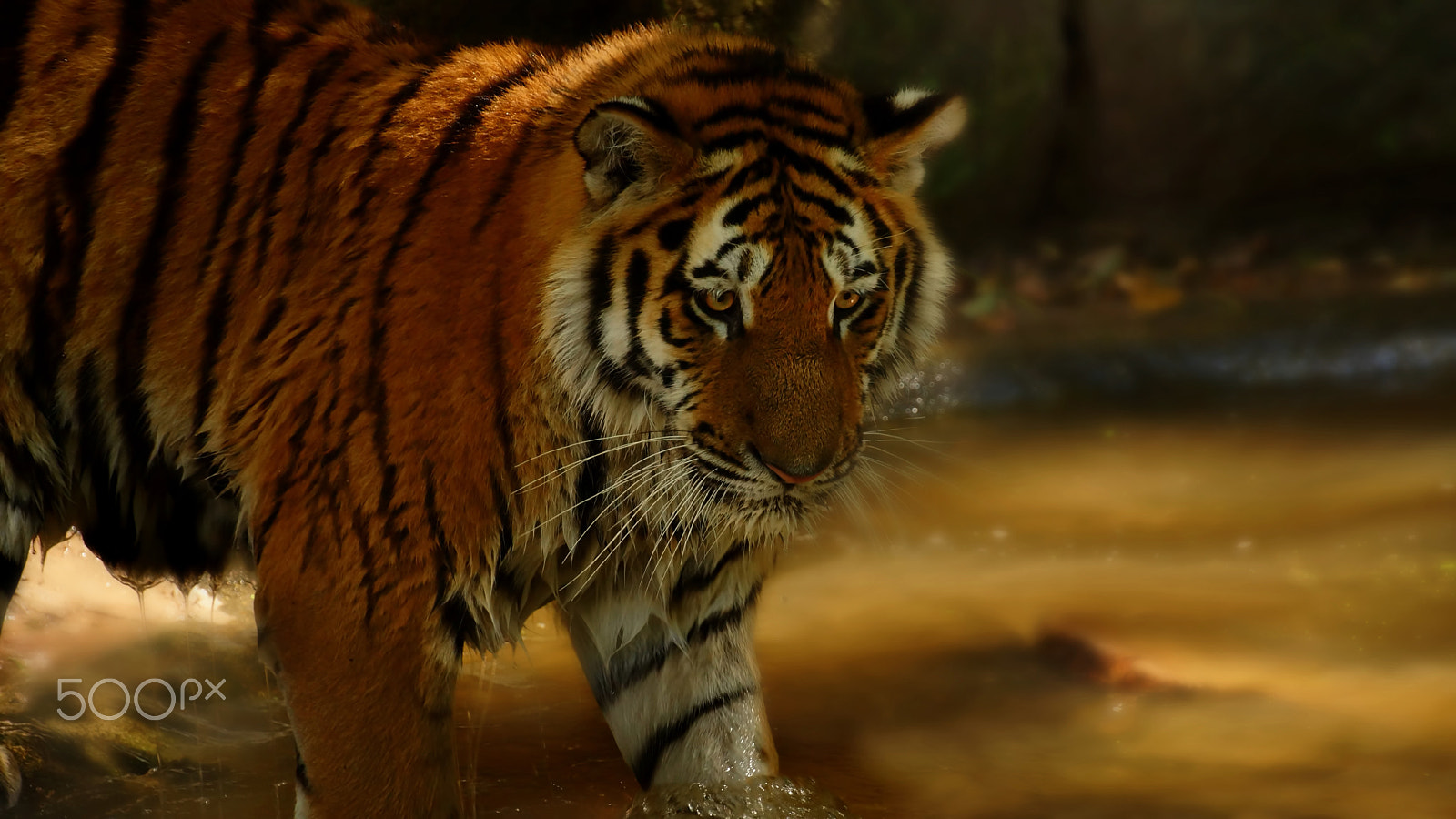 Tamron SP 70-300mm F4-5.6 Di USD sample photo. Sibirischer tiger photography