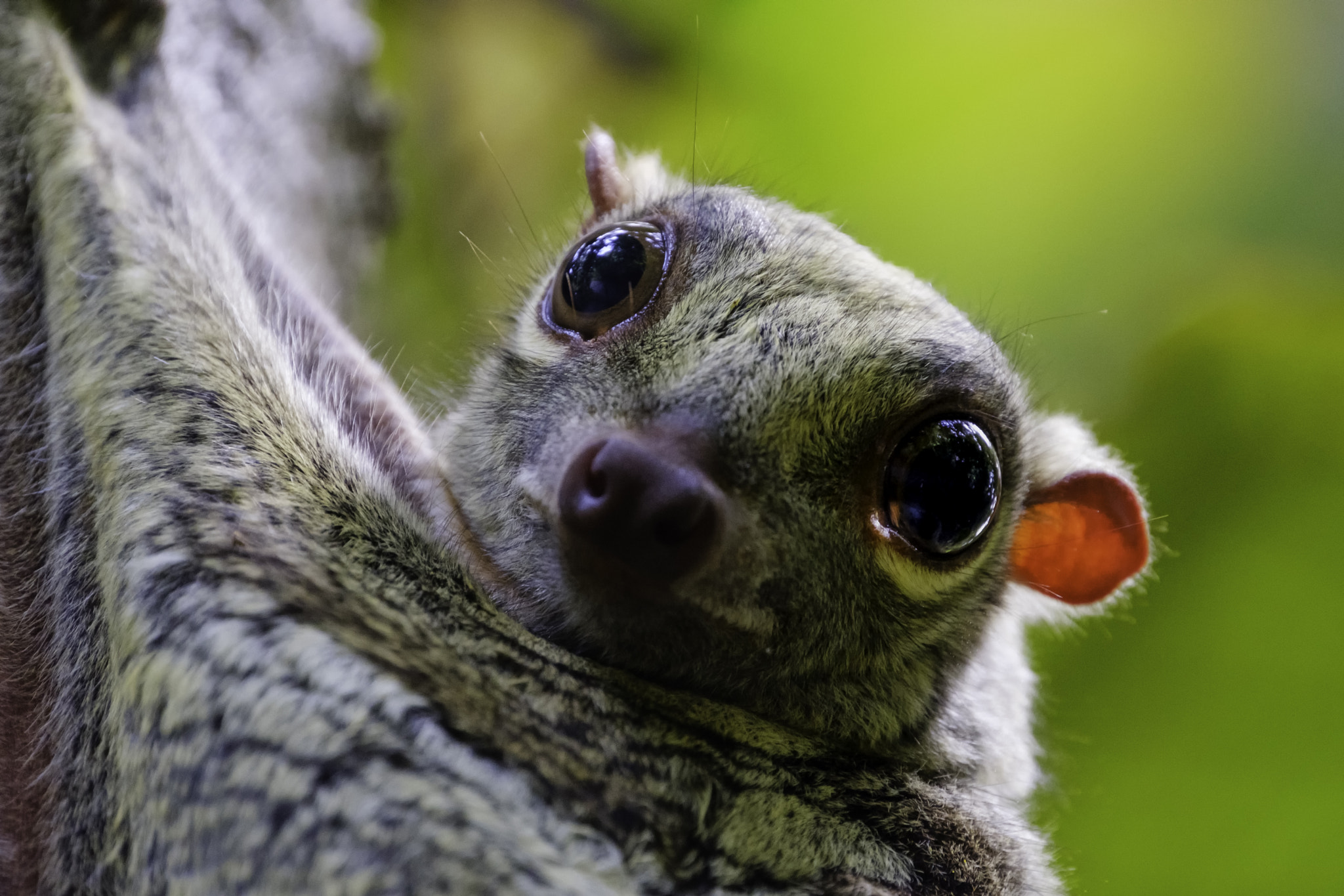 XF100-400mmF4.5-5.6 R LM OIS WR + 1.4x sample photo. Colugo photography
