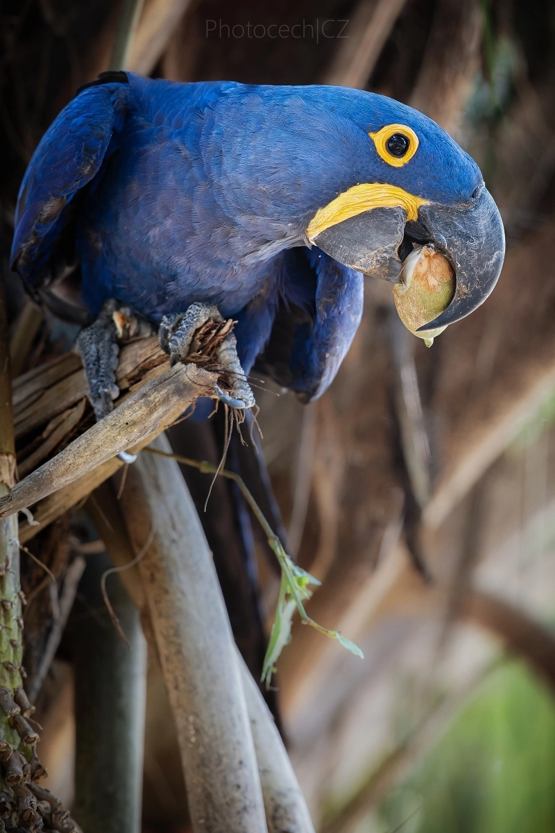 Canon EF 300mm F2.8L IS II USM sample photo. Blue magic photography