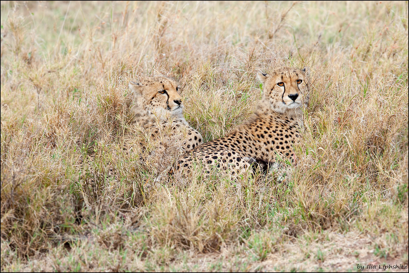 Canon EOS-1D Mark III + Canon EF 300mm F2.8L IS USM sample photo. Cheetahs of serenget №29 photography