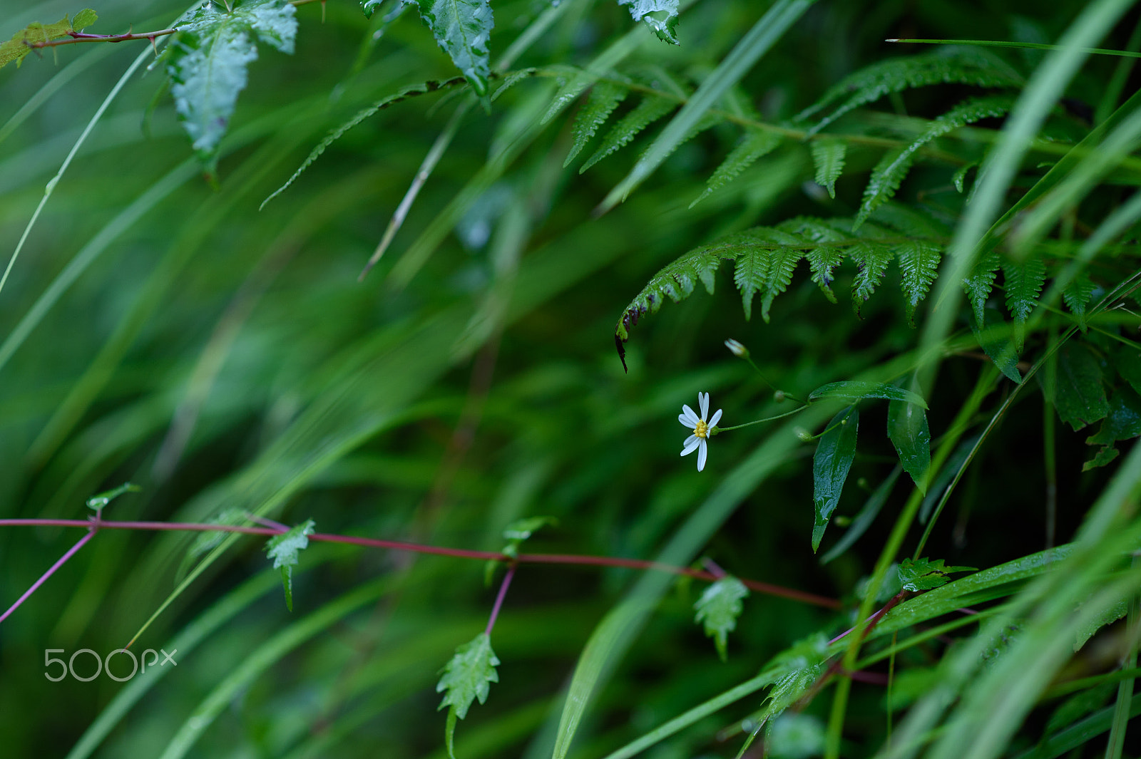 Nikon Df sample photo. A small flower photography