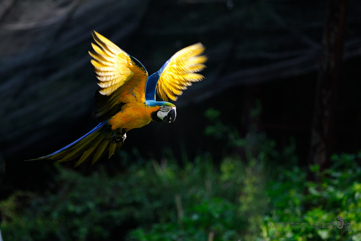 Nikon D700 + Nikon AF Micro-Nikkor 200mm F4D ED-IF sample photo. 奋飞 photography