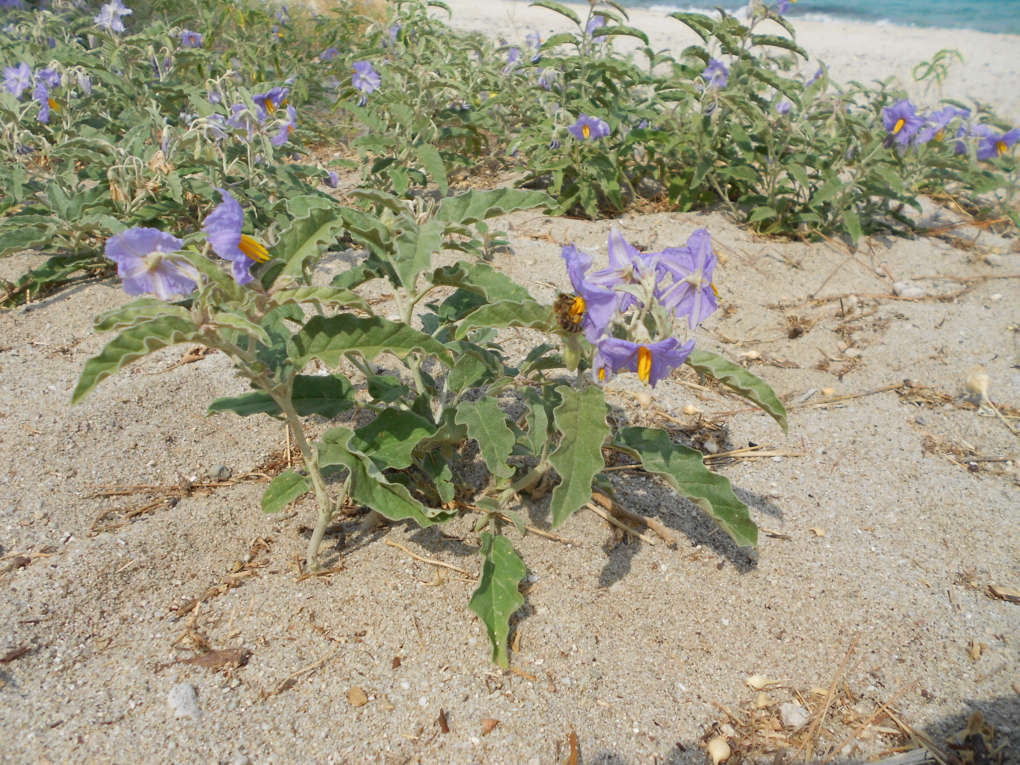 Nikon COOLPIX S2600 sample photo. Beach flower photography