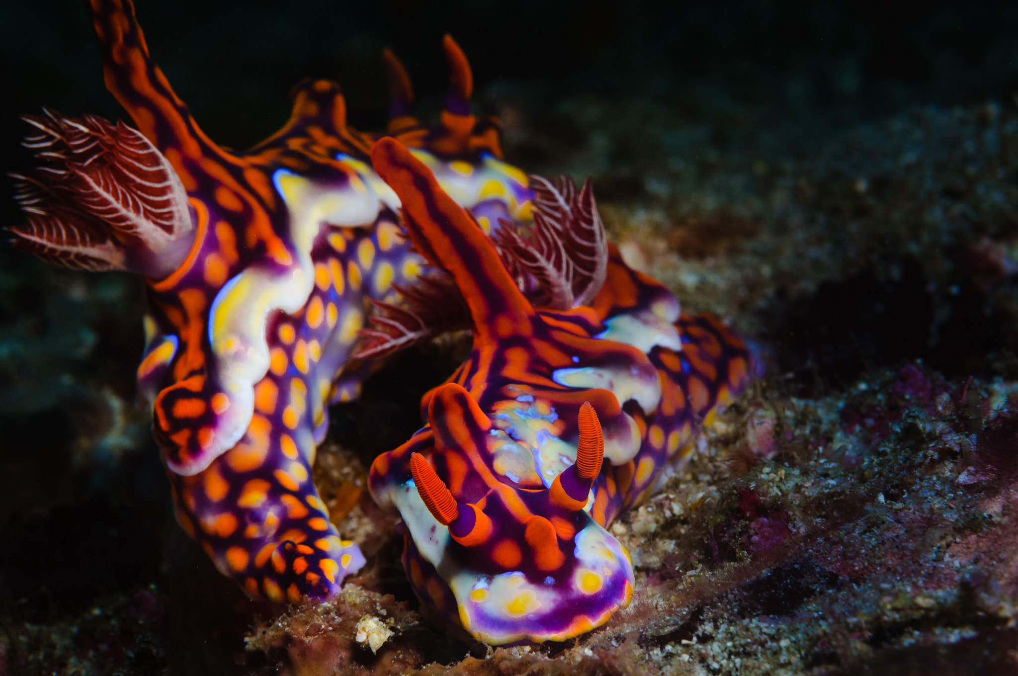 Nikon D90 + Nikon AF Micro-Nikkor 60mm F2.8D sample photo. Ceratosoma magnigica photography