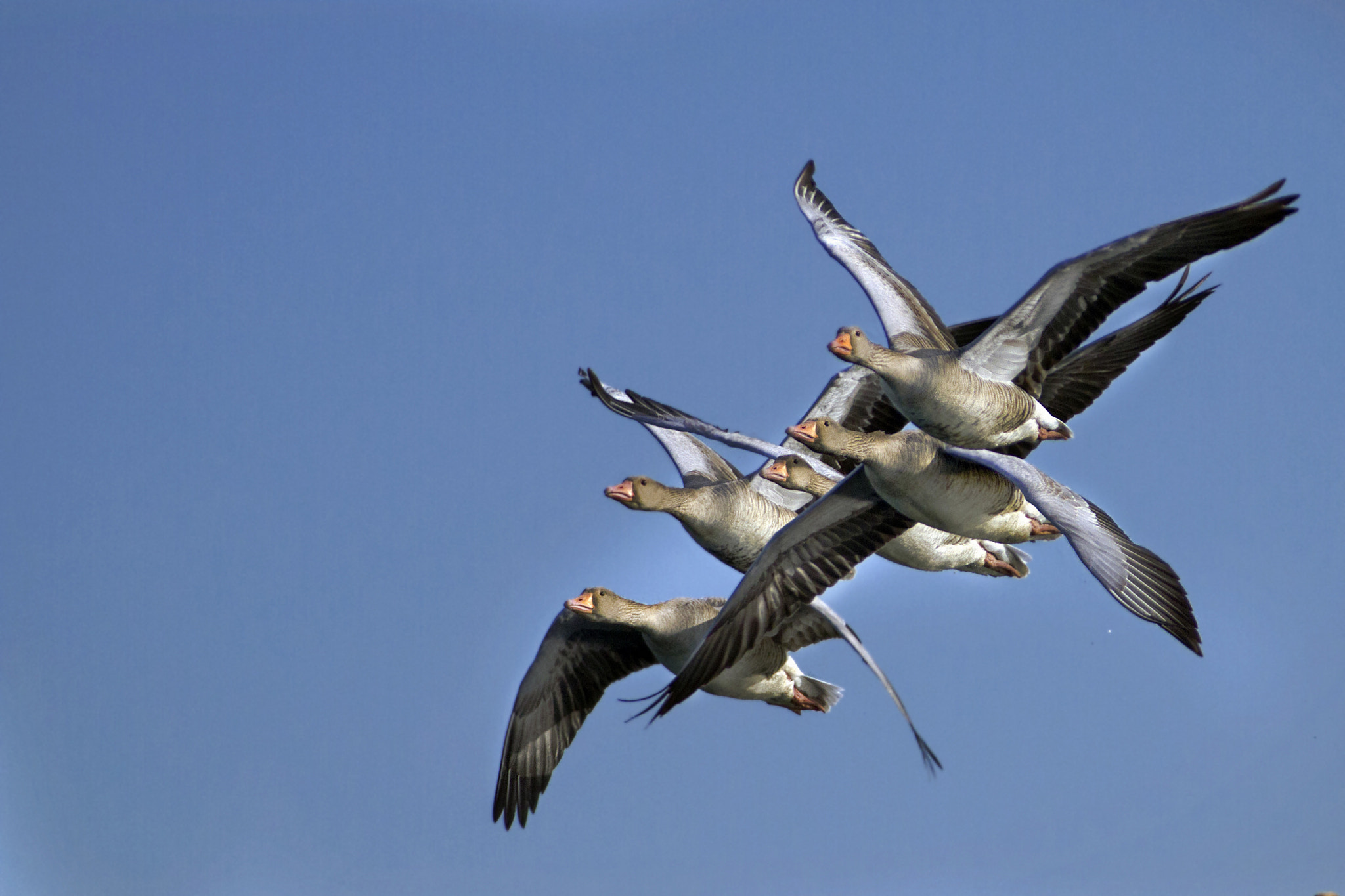 Canon EOS 7D + Canon EF 300mm f/2.8L + 2x sample photo. Wild geese photography