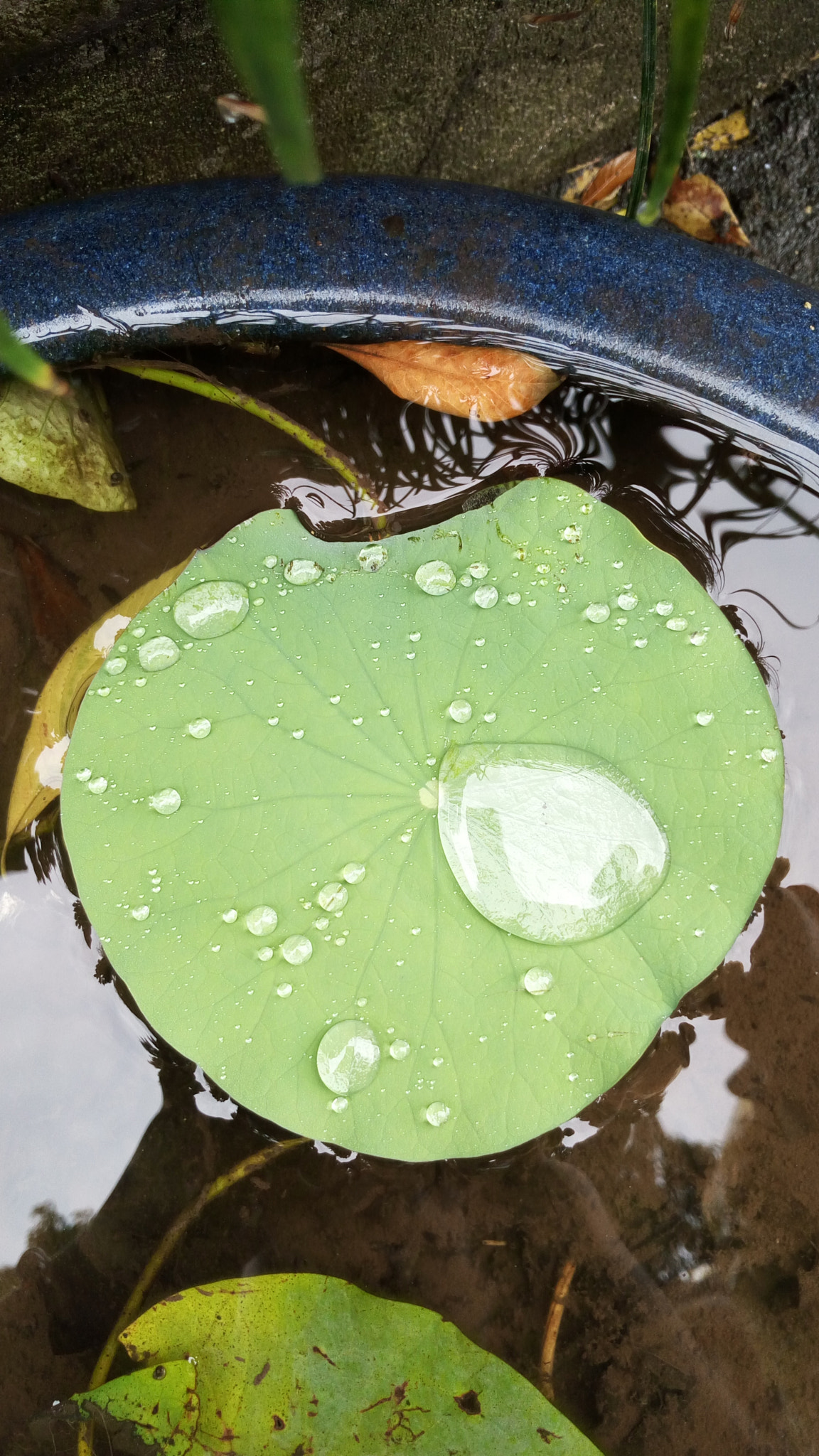 vivo X5S L sample photo. After the rain photography