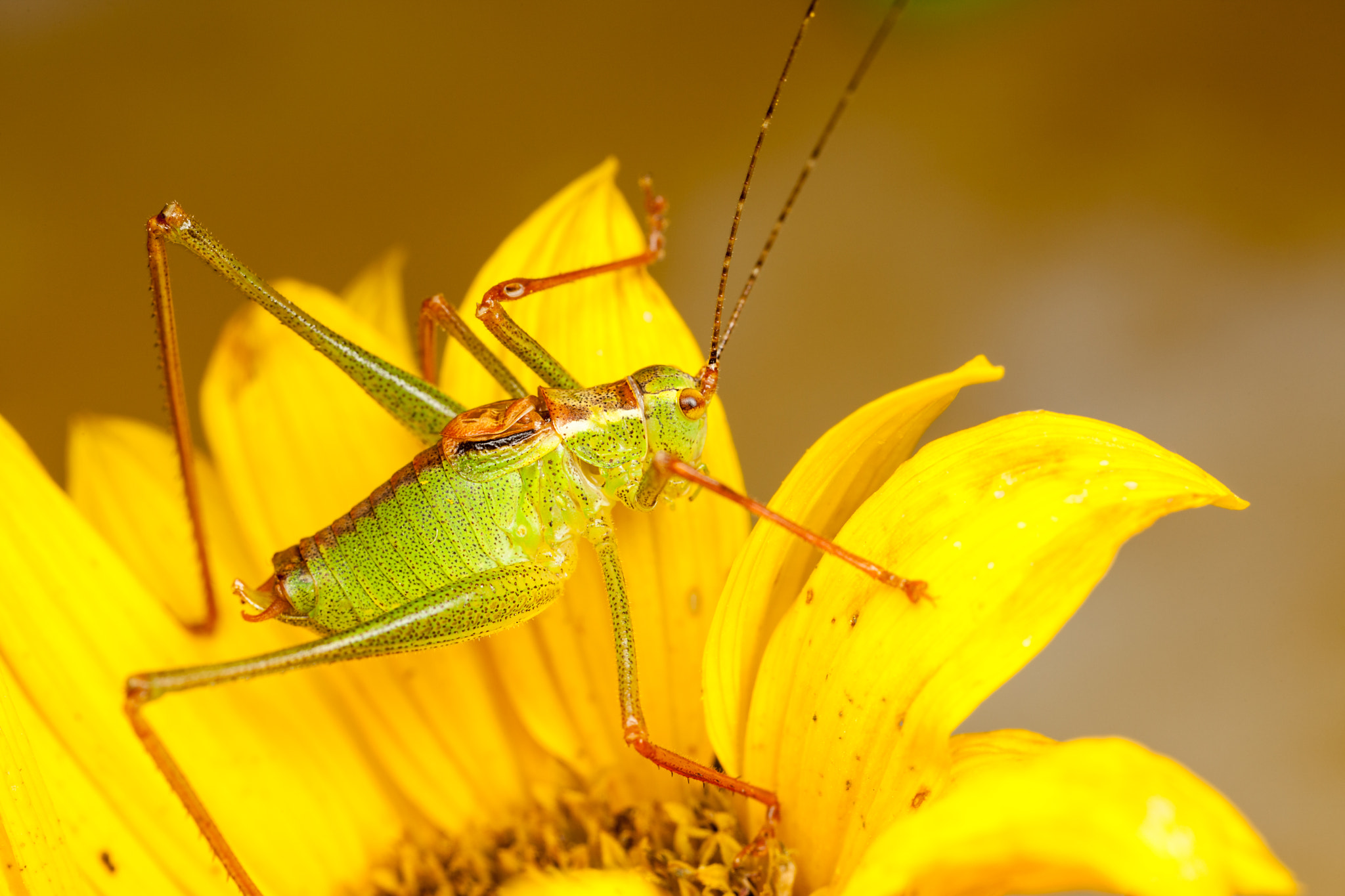 Canon EOS 5D Mark II + Canon MP-E 65mm F2.5 1-5x Macro Photo sample photo. Speckled bush cricket photography