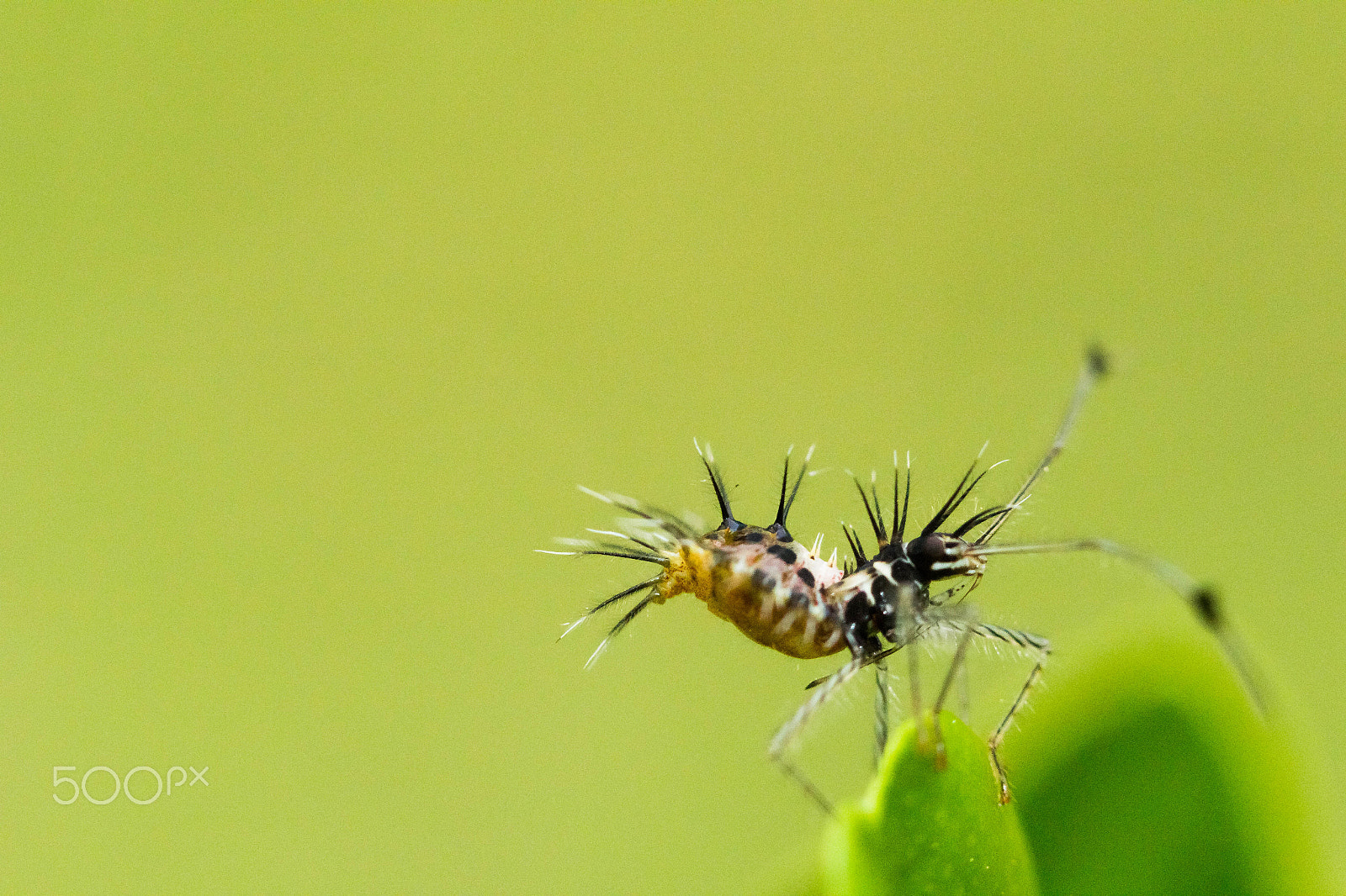 Canon EOS 60D + Canon EF 100mm F2.8L Macro IS USM sample photo. Coreid bug photography
