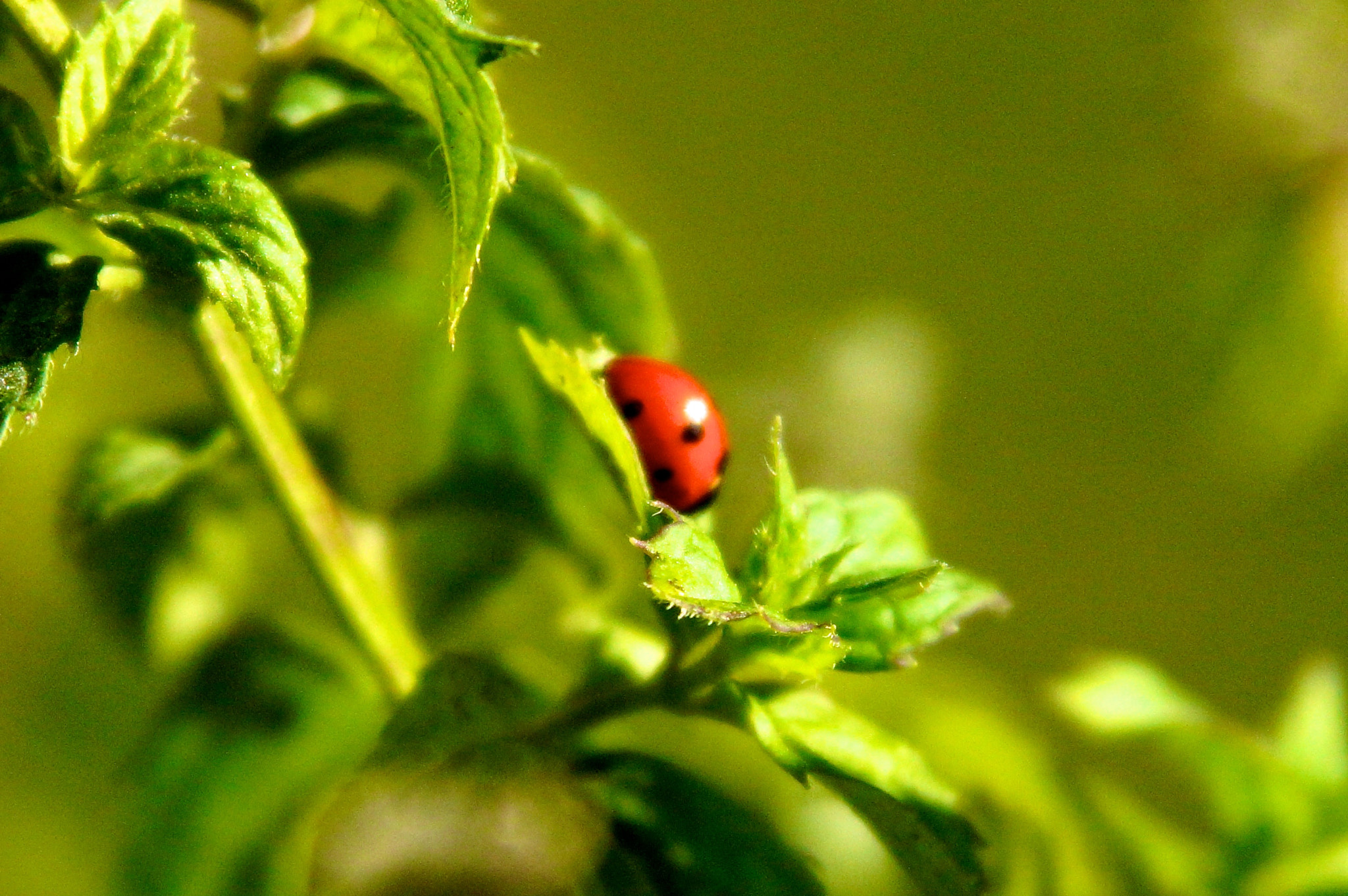 Sony SLT-A65 (SLT-A65V) sample photo. Ladybug photography