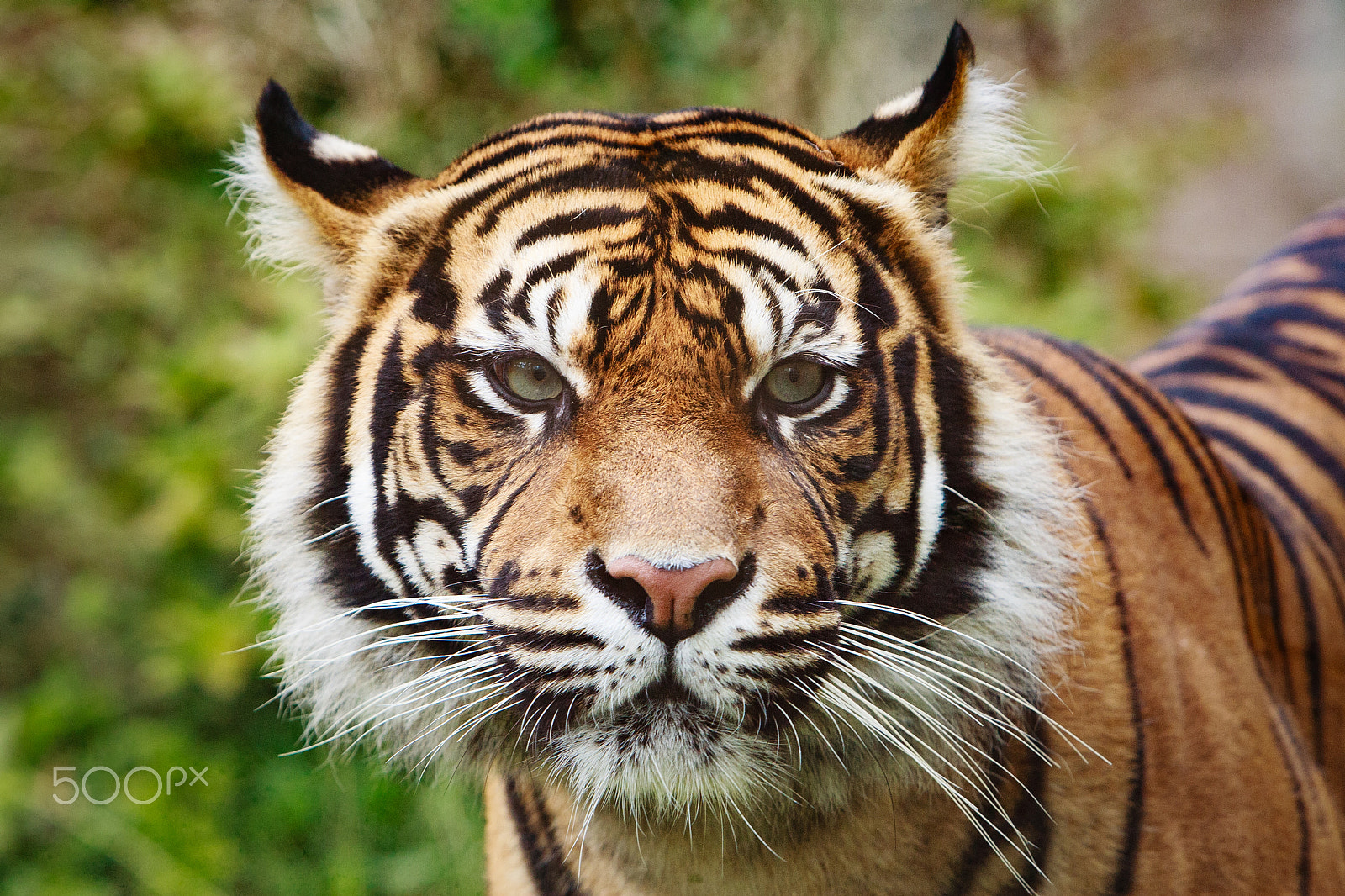 Canon EOS-1D Mark III sample photo. Tiger photography