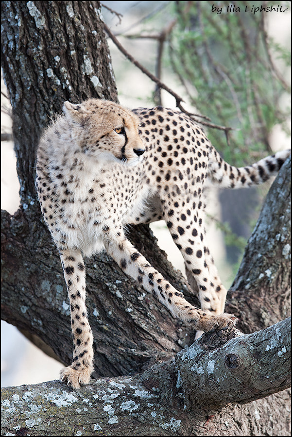 Canon EF 300mm F2.8L IS USM sample photo. Cheetahs of serengeti №30 photography