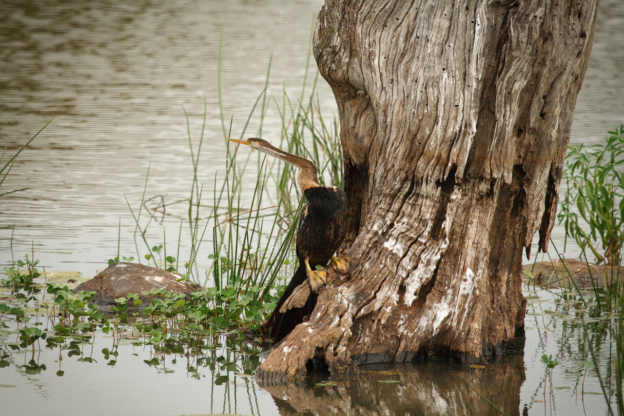 Canon EF 100-400mm F4.5-5.6L IS USM sample photo. Anhinga photography