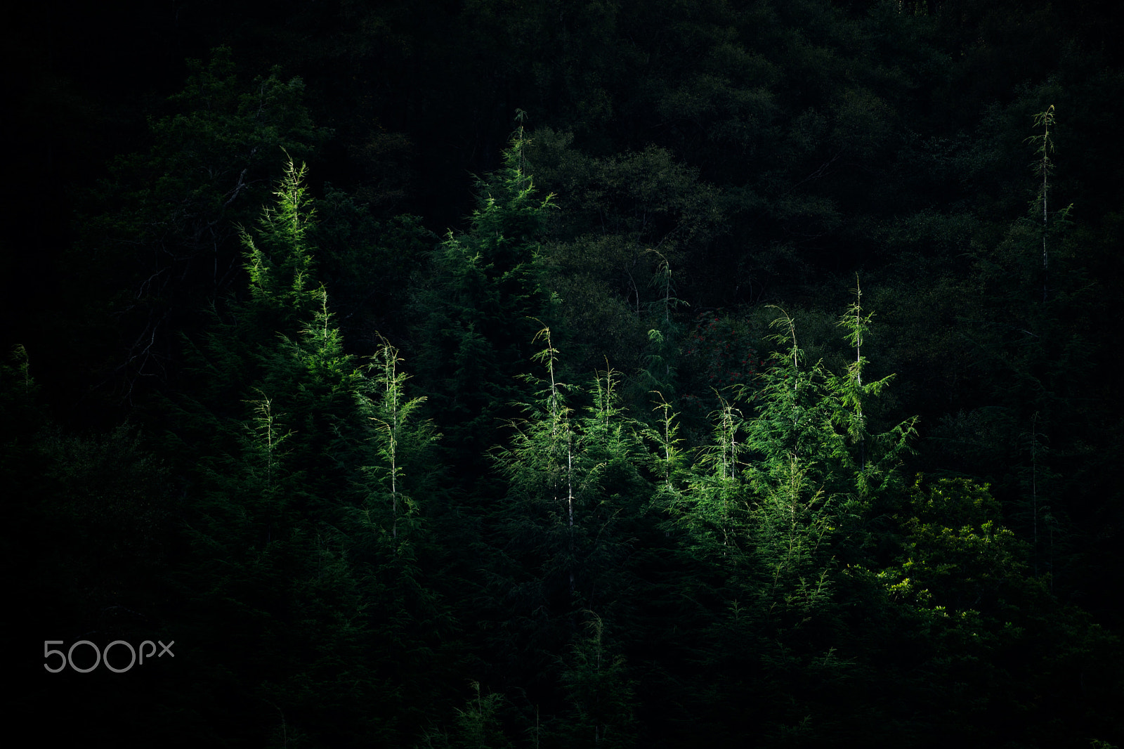 Canon EF 70-300mm F4-5.6 IS USM sample photo. Glendalough trees photography