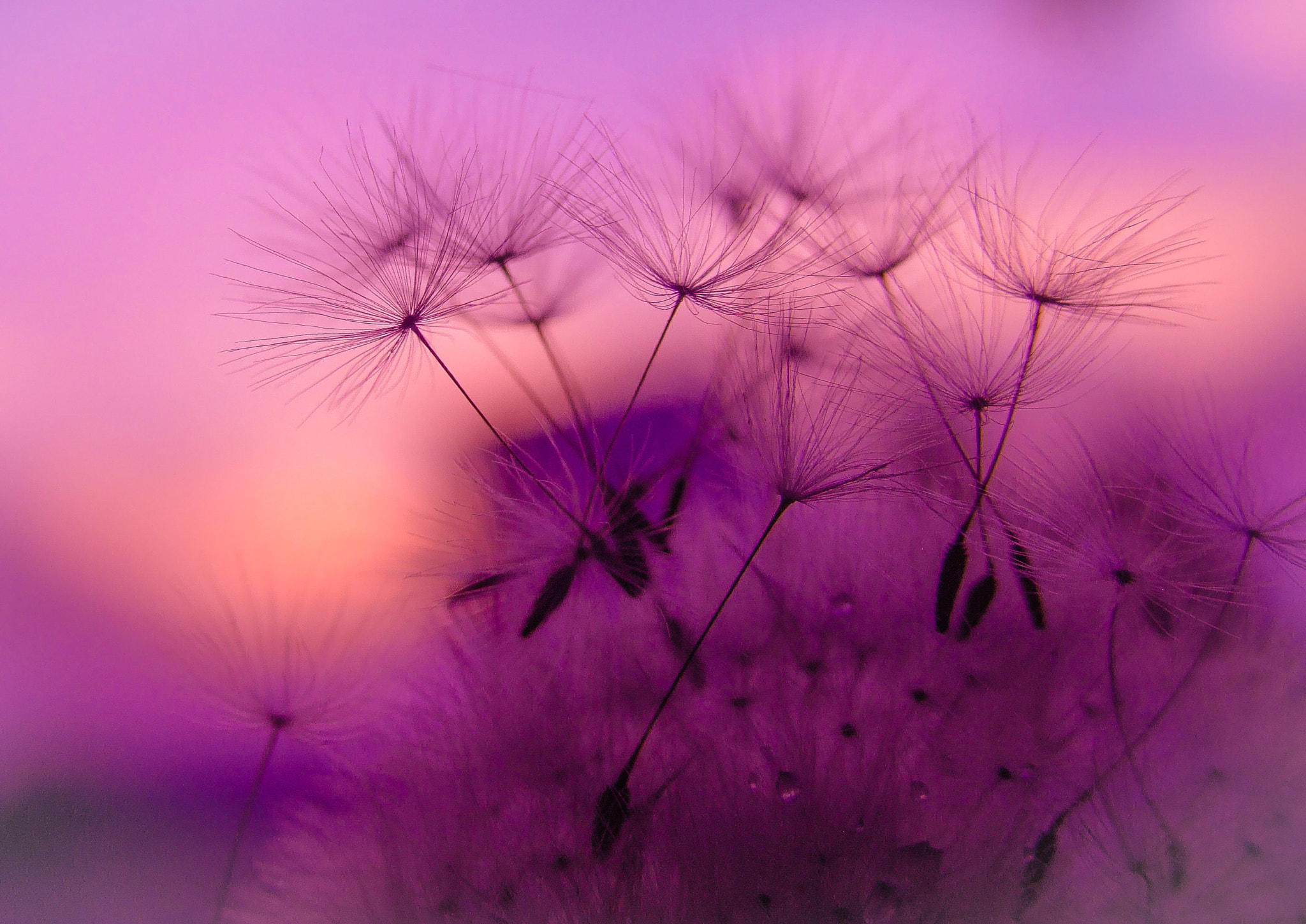Fujifilm FinePix S9000 sample photo. The sound of softness photography
