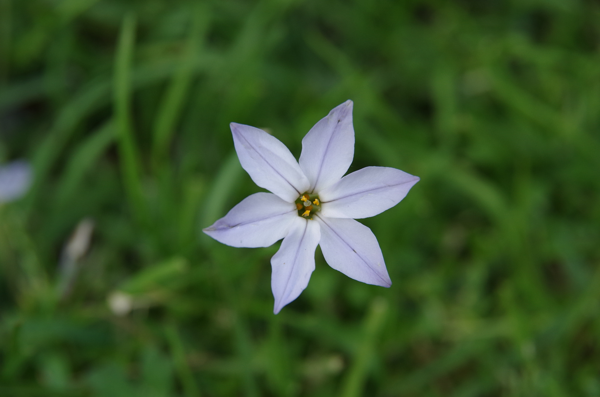 Pentax K-30 sample photo. Crocus photography