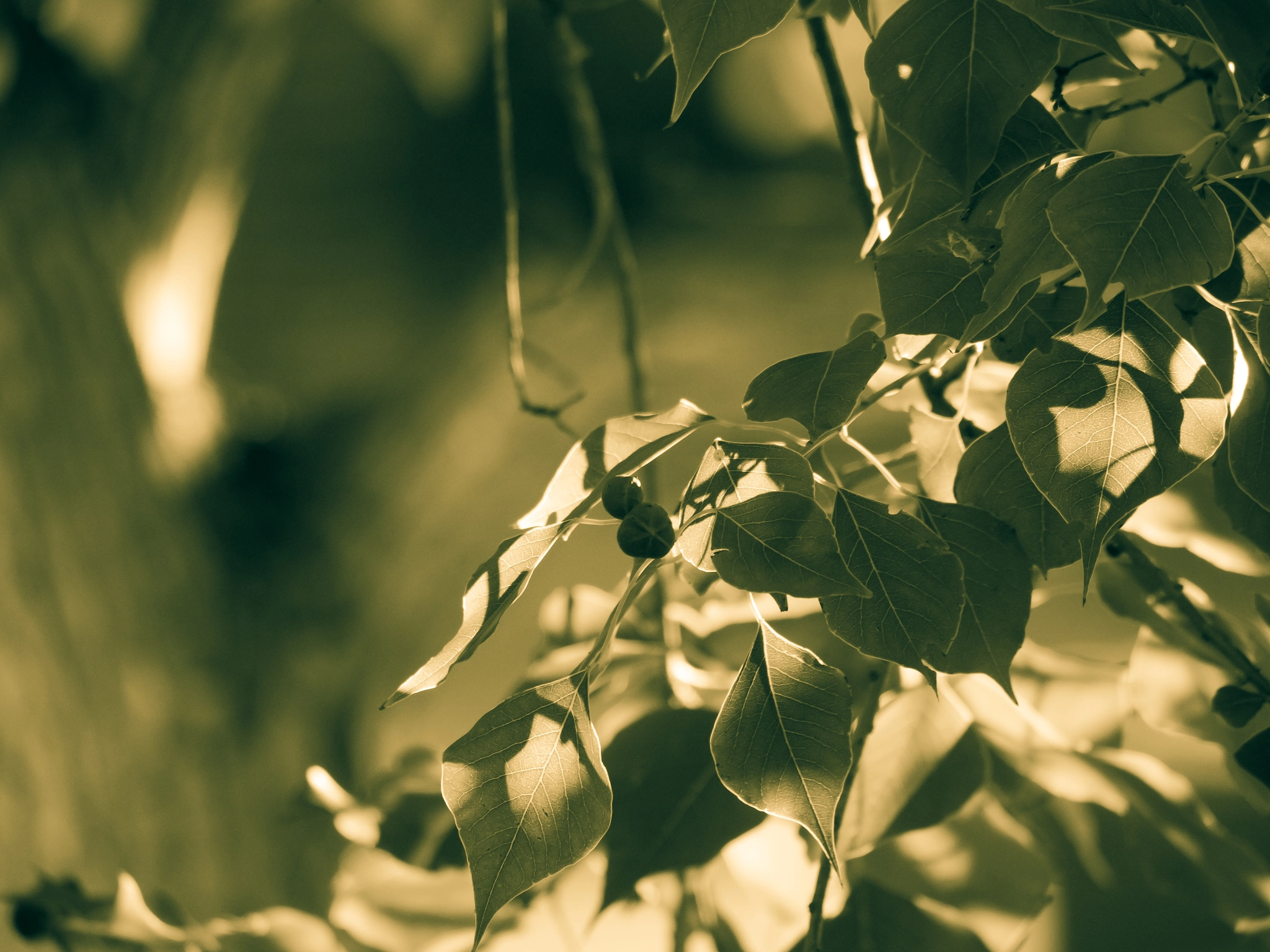 Olympus OM-D E-M1 sample photo. Reflecting in the afternoon delights photography