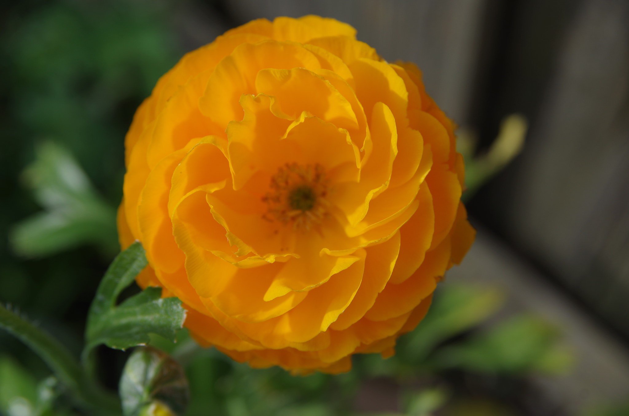 Sigma 17-70mm F2.8-4.5 DC Macro sample photo. Yellow flower photography