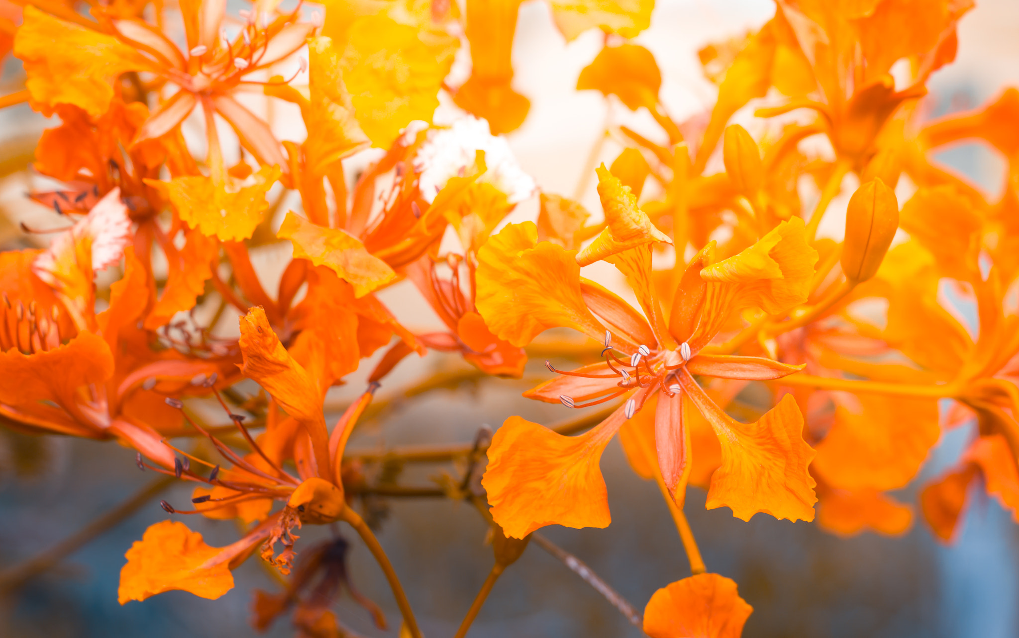 Nikon D3100 + Nikon AF Nikkor 50mm F1.4D sample photo. Orange flowers are blooming in garden photography