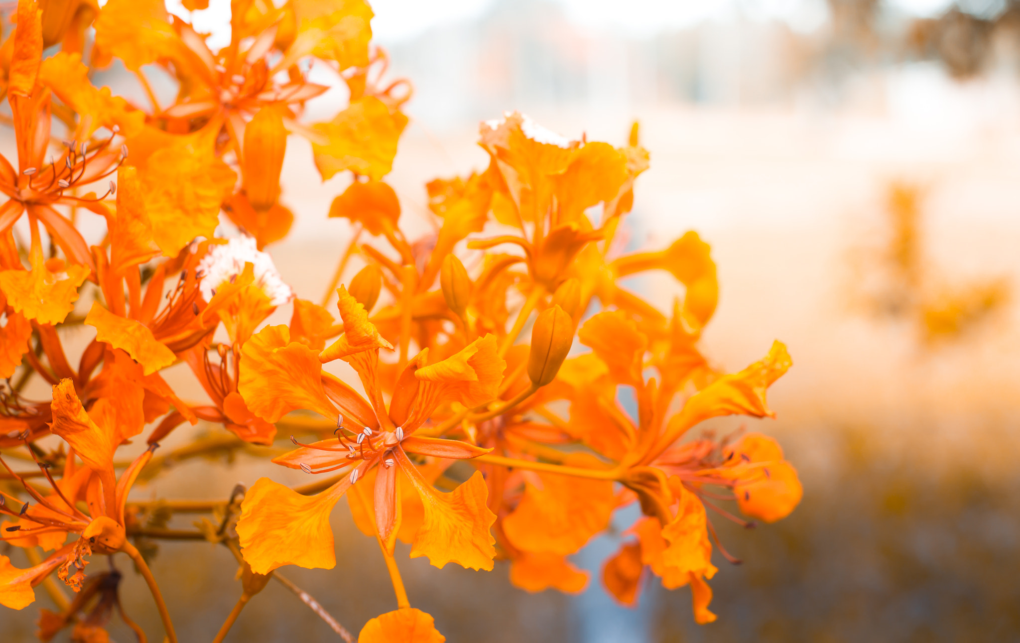 Nikon D3100 + Nikon AF Nikkor 50mm F1.4D sample photo. Orange flowers are blooming in garden photography