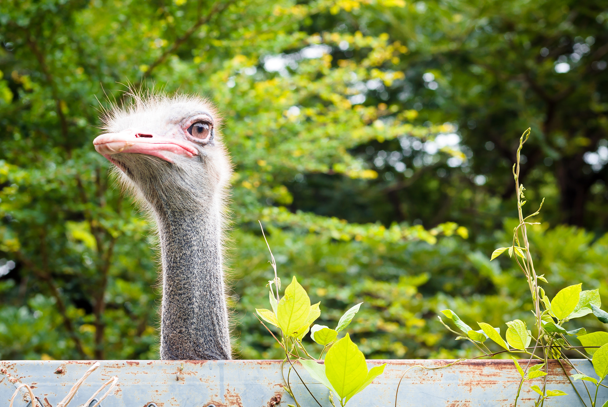 Nikon D3100 + Nikon AF Nikkor 50mm F1.4D sample photo. Ostrich is looking over the wall photography