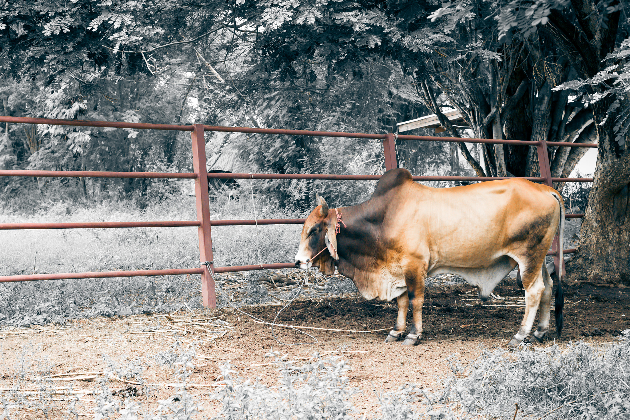 Nikon D3100 + Nikon AF Nikkor 50mm F1.4D sample photo. Ox for agriculture at the farm photography