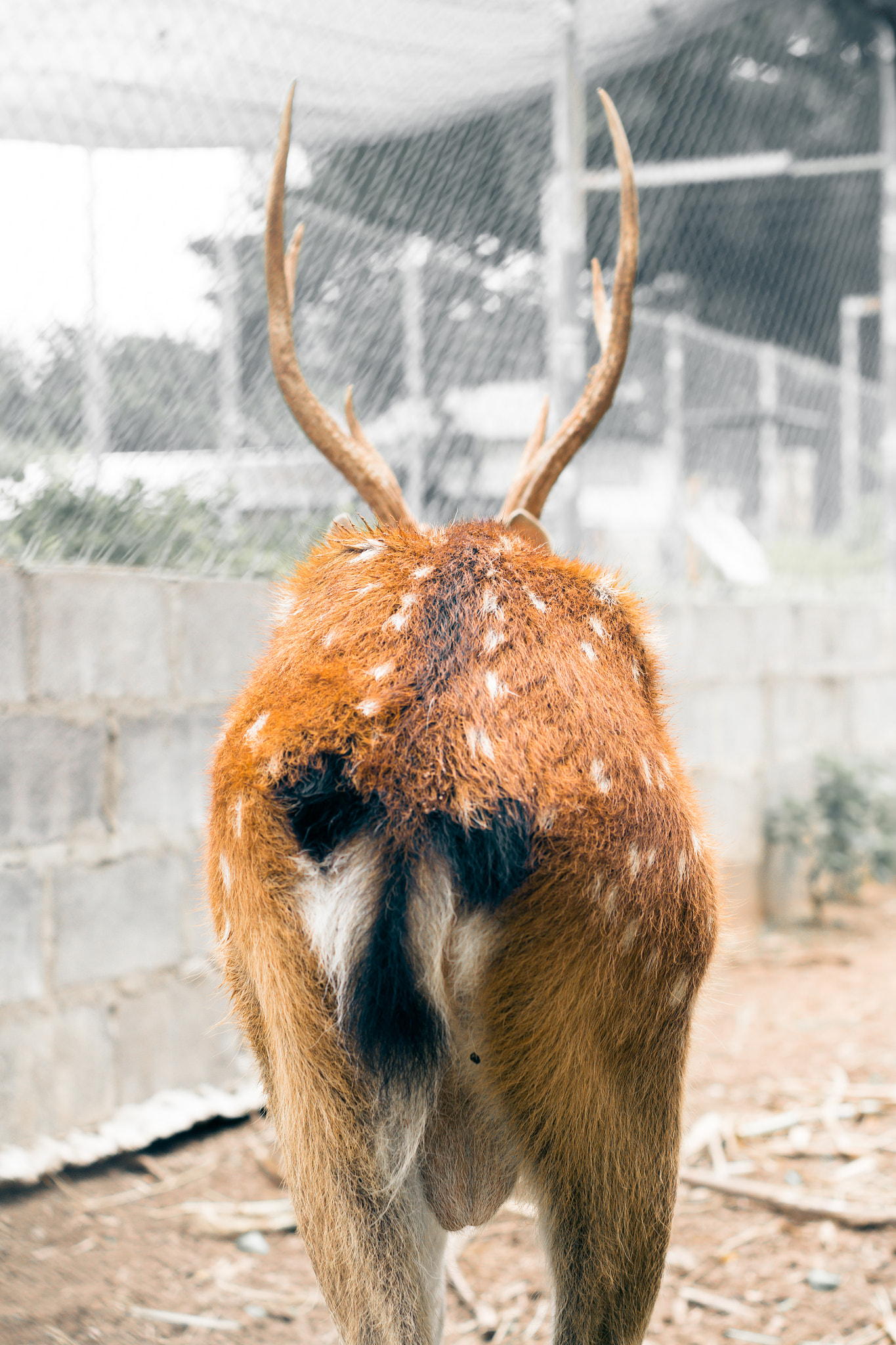 Nikon D3100 + Nikon AF Nikkor 50mm F1.4D sample photo. Buttocks  and horn of deer photography