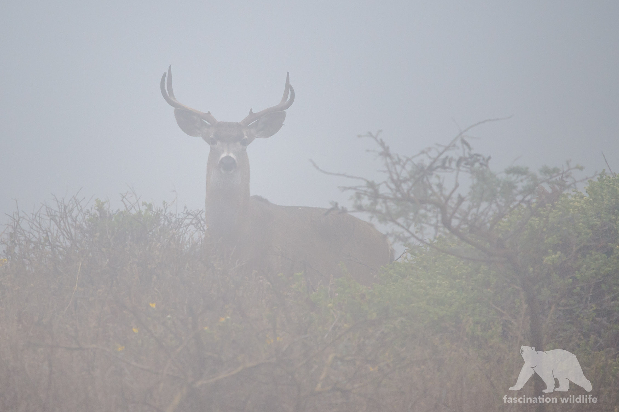 Nikon D4S sample photo. Mule deer buck in fog photography
