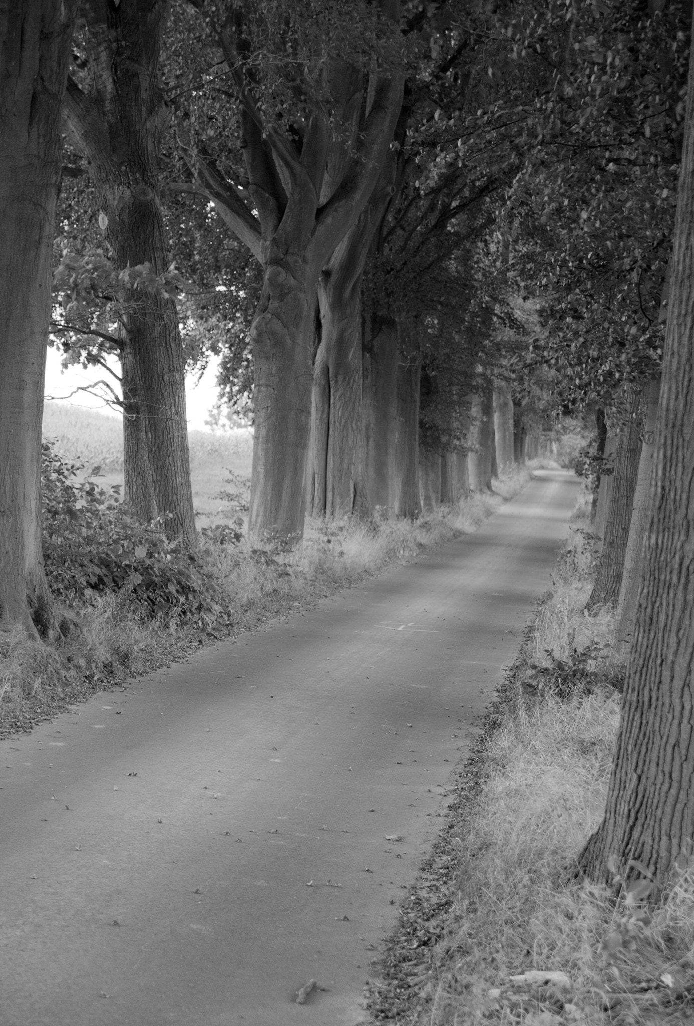 Canon EOS 400D (EOS Digital Rebel XTi / EOS Kiss Digital X) sample photo. Aut viam inveniam aut faciam  photography