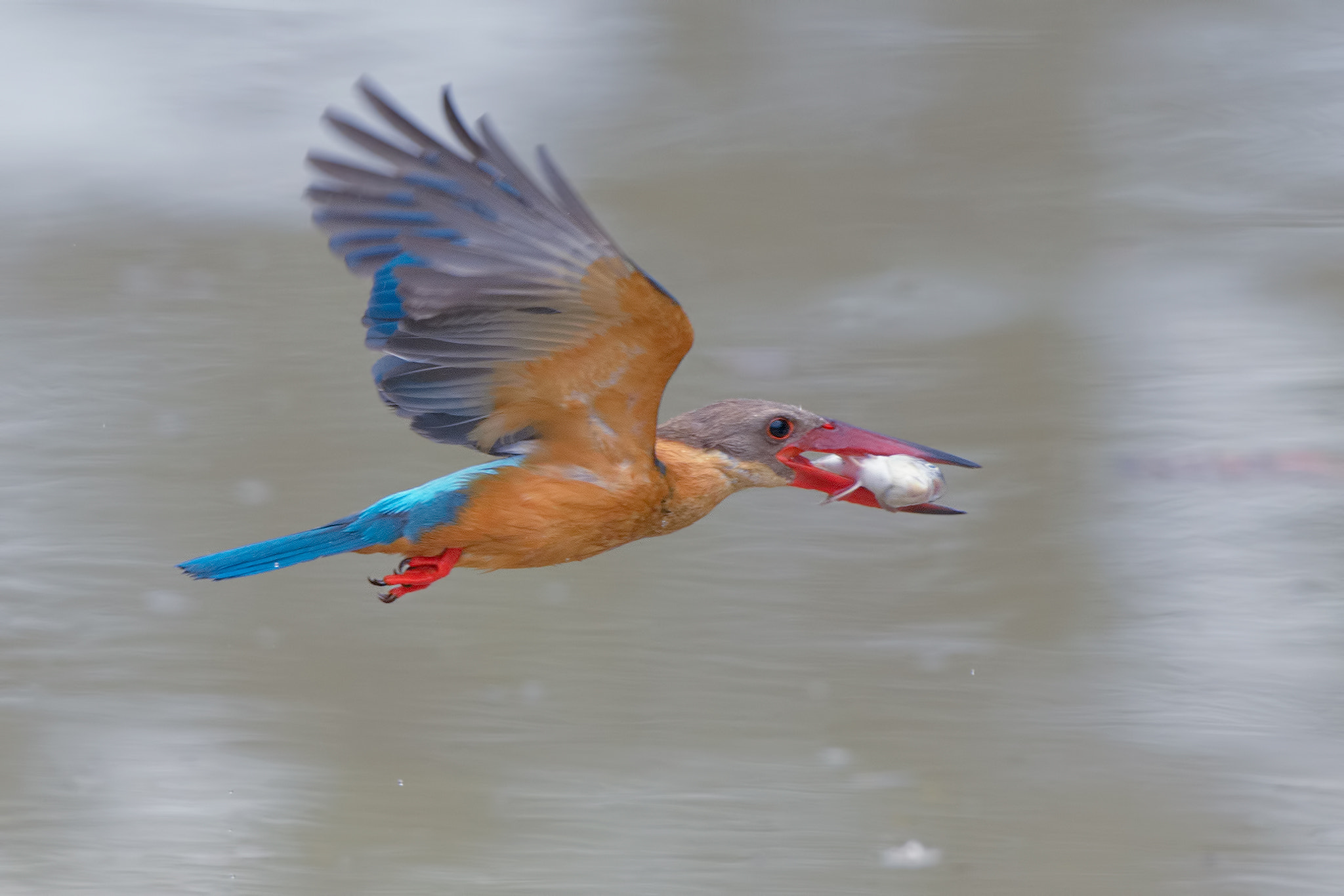 Nikon D4 sample photo. Stork-billed kingfisher and its lunch photography