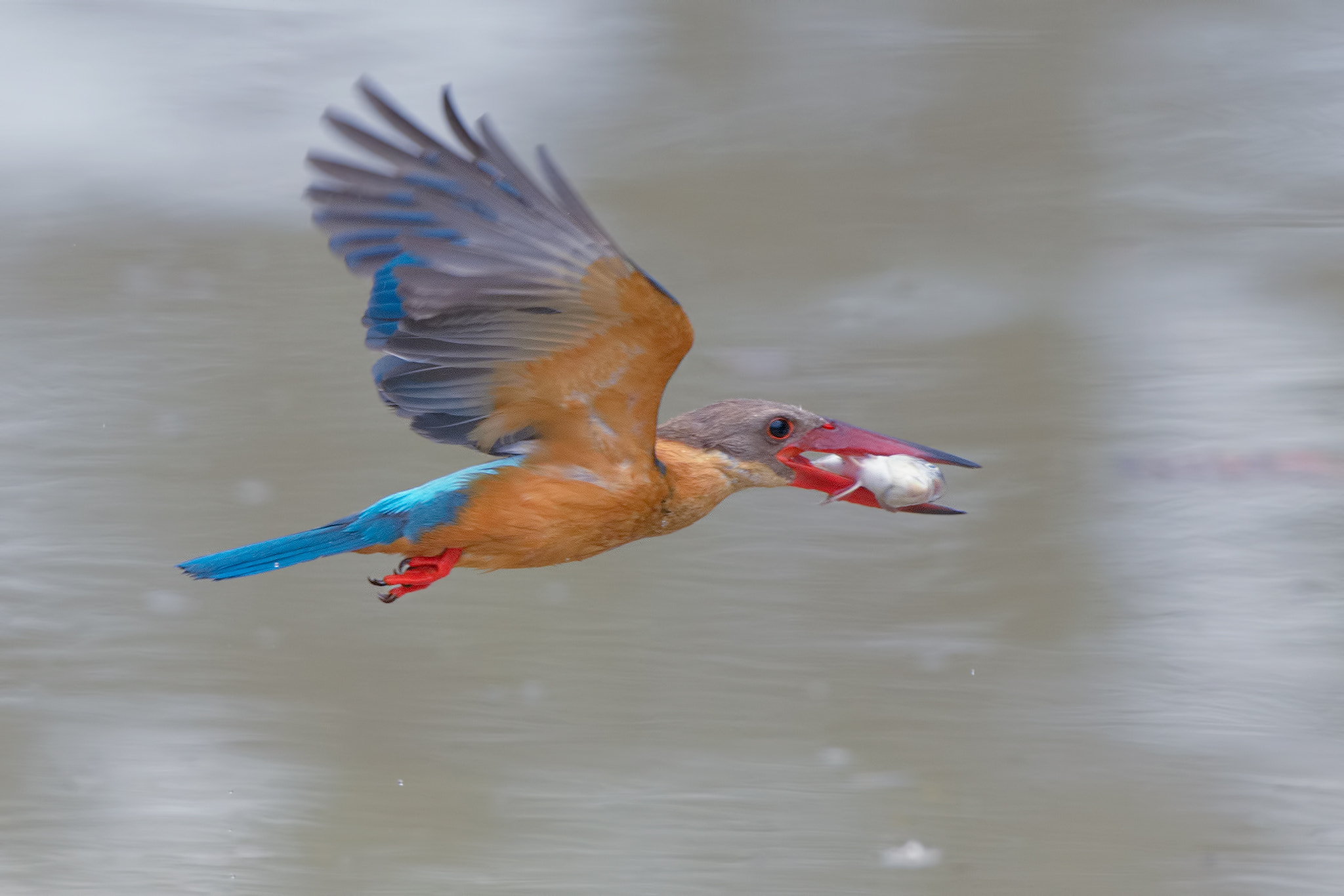 Nikon D4 + Nikon AF-S Nikkor 500mm F4G ED VR sample photo. Stork-billed kingfisher and its lunch photography