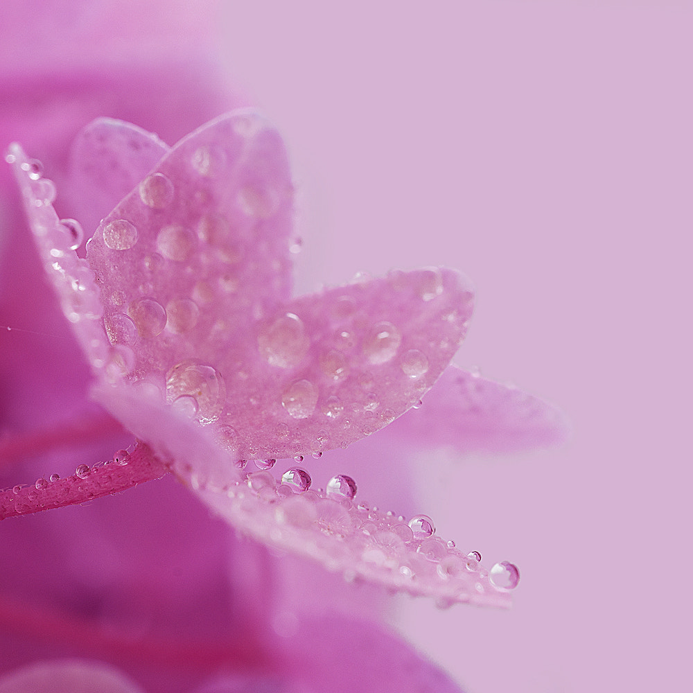 Sigma 150mm F2.8 EX DG OS Macro HSM sample photo. Drops photography