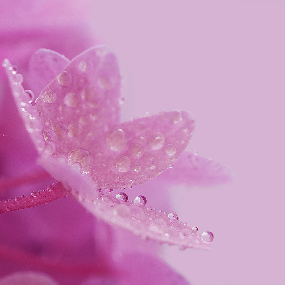 Nikon D300 + Sigma 150mm F2.8 EX DG OS Macro HSM sample photo. Drops photography