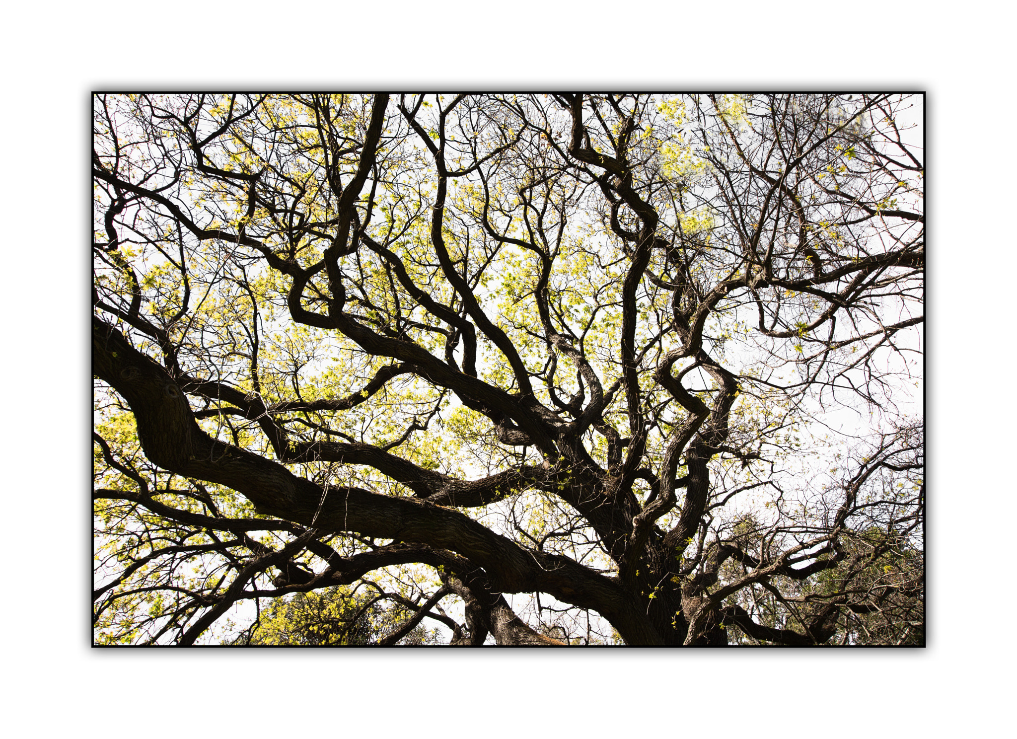 Sigma 10-20mm F3.5 EX DC HSM sample photo. Twisted beauty photography